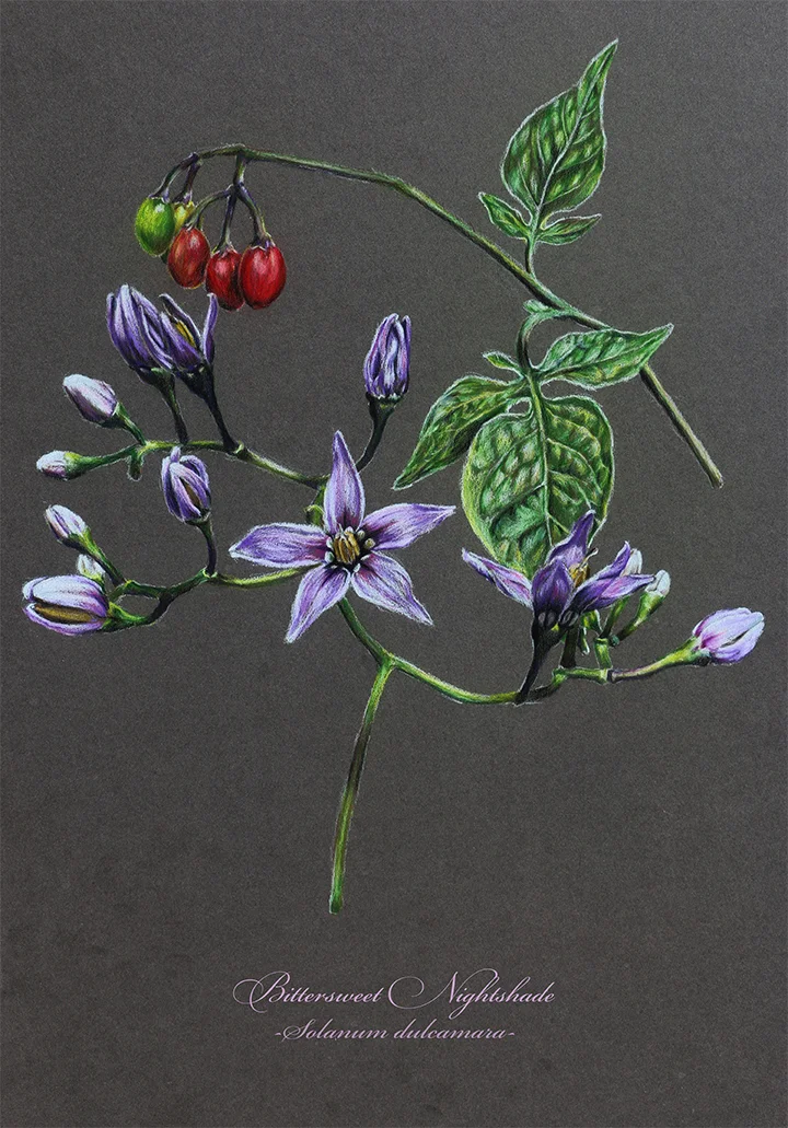 Bittersweet Nightshade