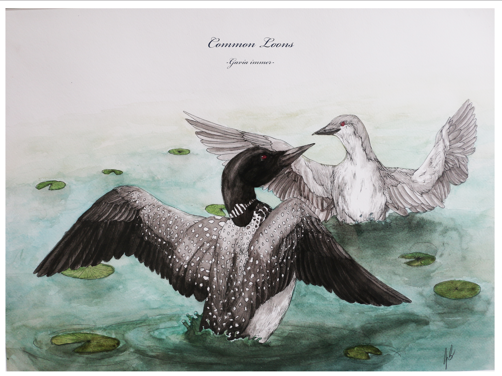 Common Loons
