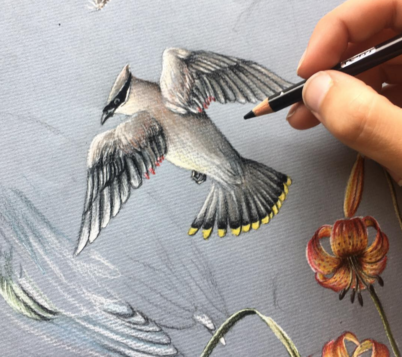Cedar Waxwing (detail)