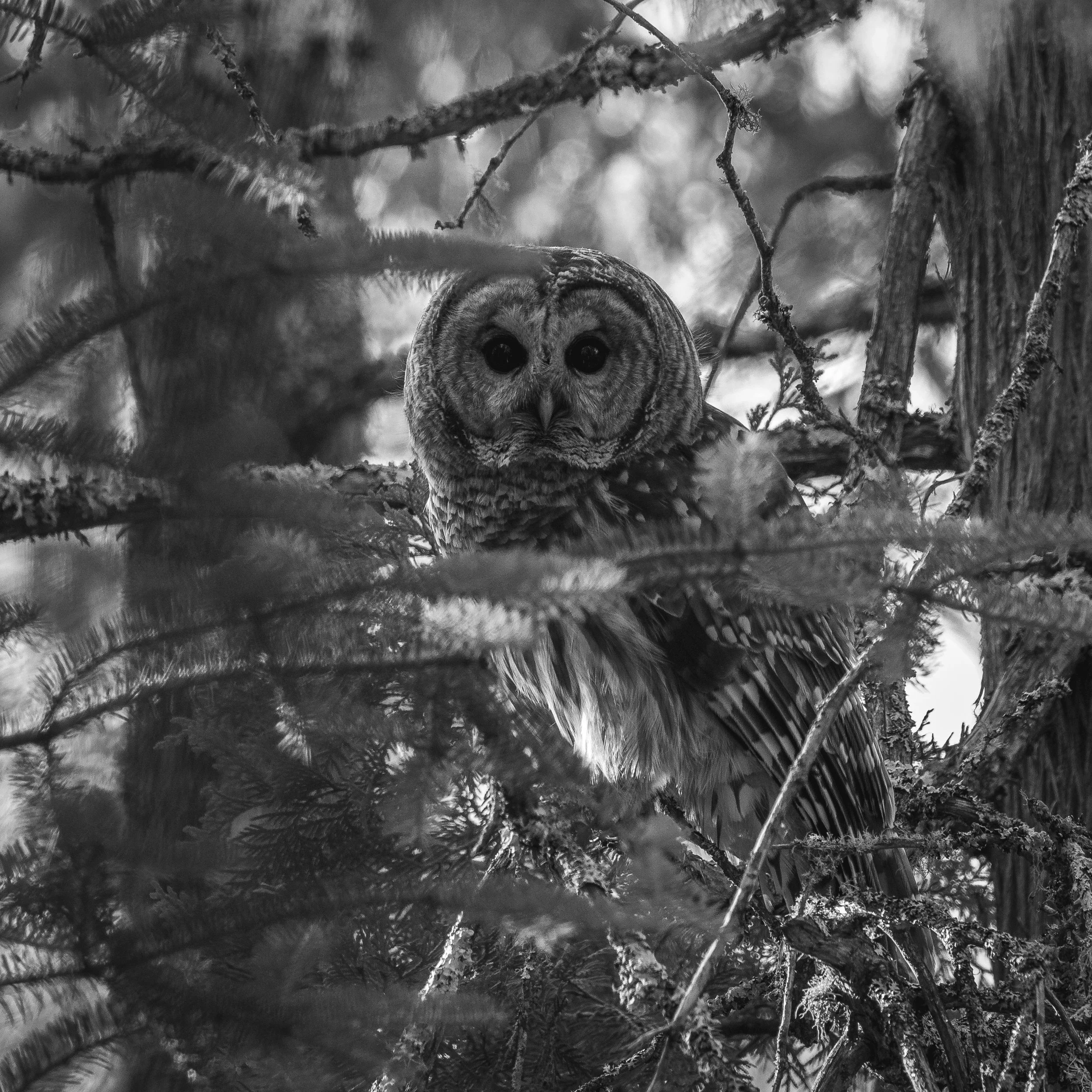 Closer than the eye - 08.jpg
