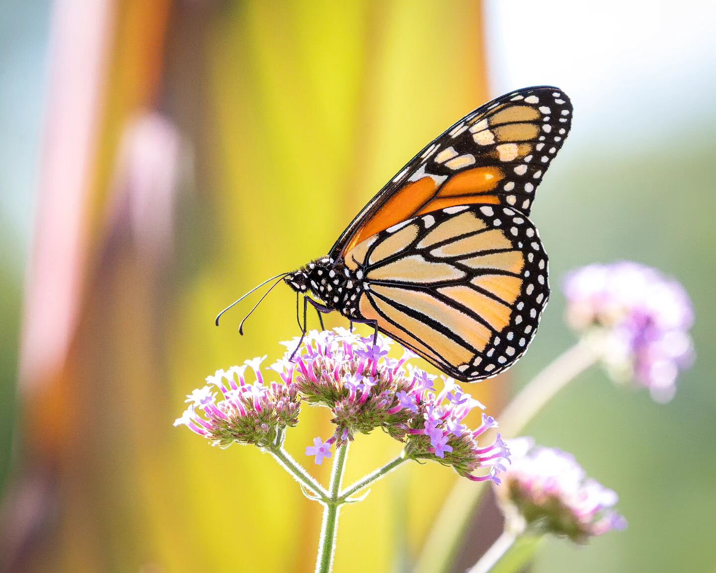 10/10 monarch butterfly. I wish we see more of them around town. Took this at the University of Minnesota Landscape Arboretum @mn_arb

#minnesota #minneapolis #butterfly #monarch #monarchbutterfly #twincities #minneapolisphotographer
#minnesota365 #c