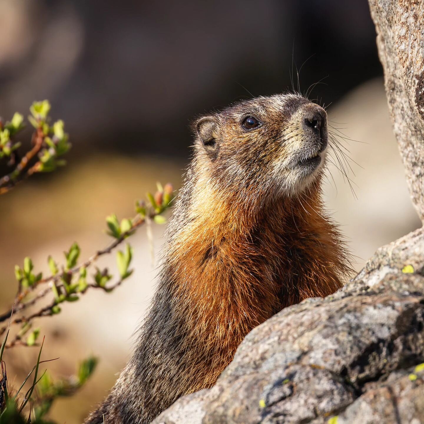 This cute little marmot kept getting into our gear so we had to hang everything in the trees... Not that it couldn't get into the trees but it's the best we could do.

#wyoming #windriver #windriverrange #winds #wilderness #wildernessarea  #wildernes