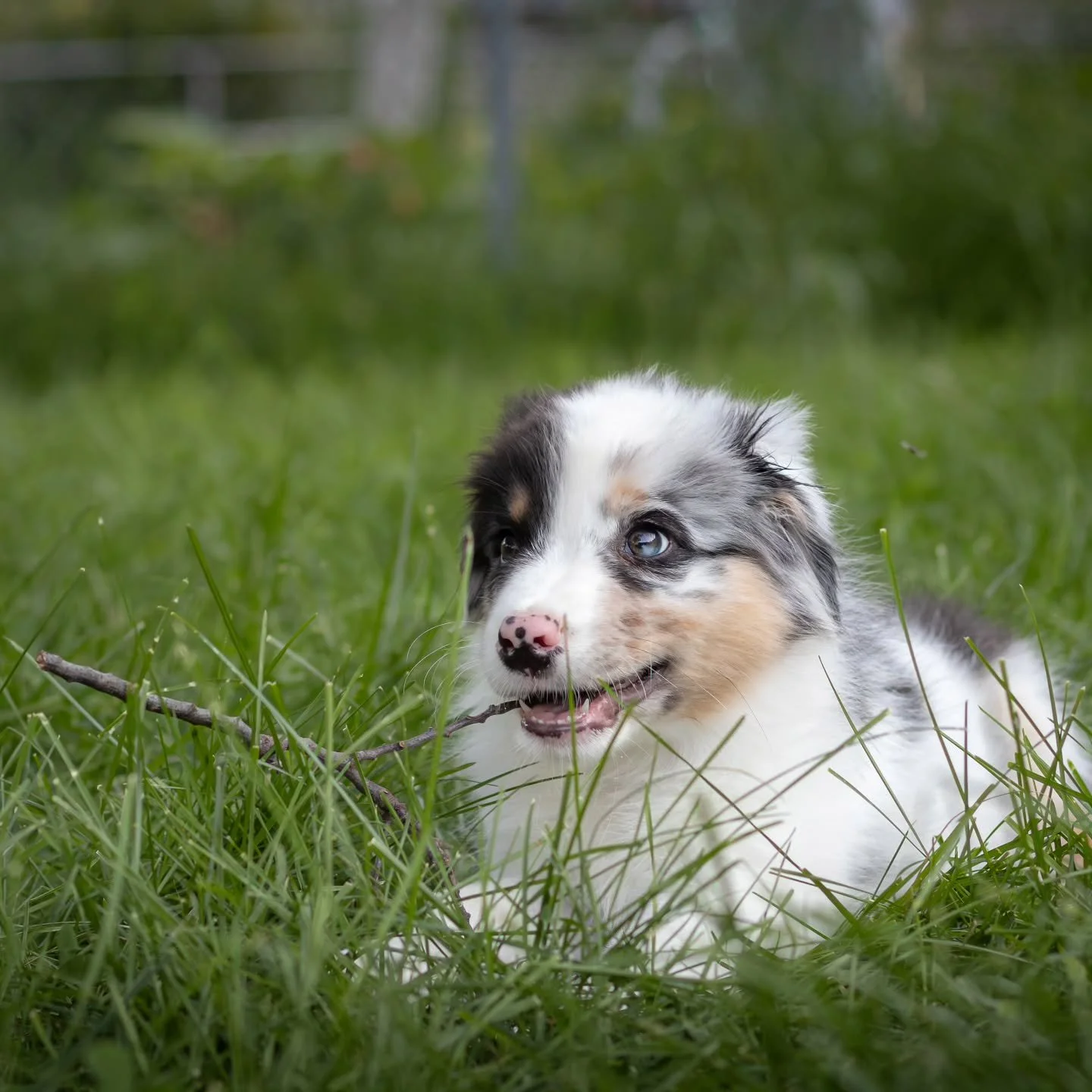 Tommy is such a love!

#austrailianshepherd #puppy