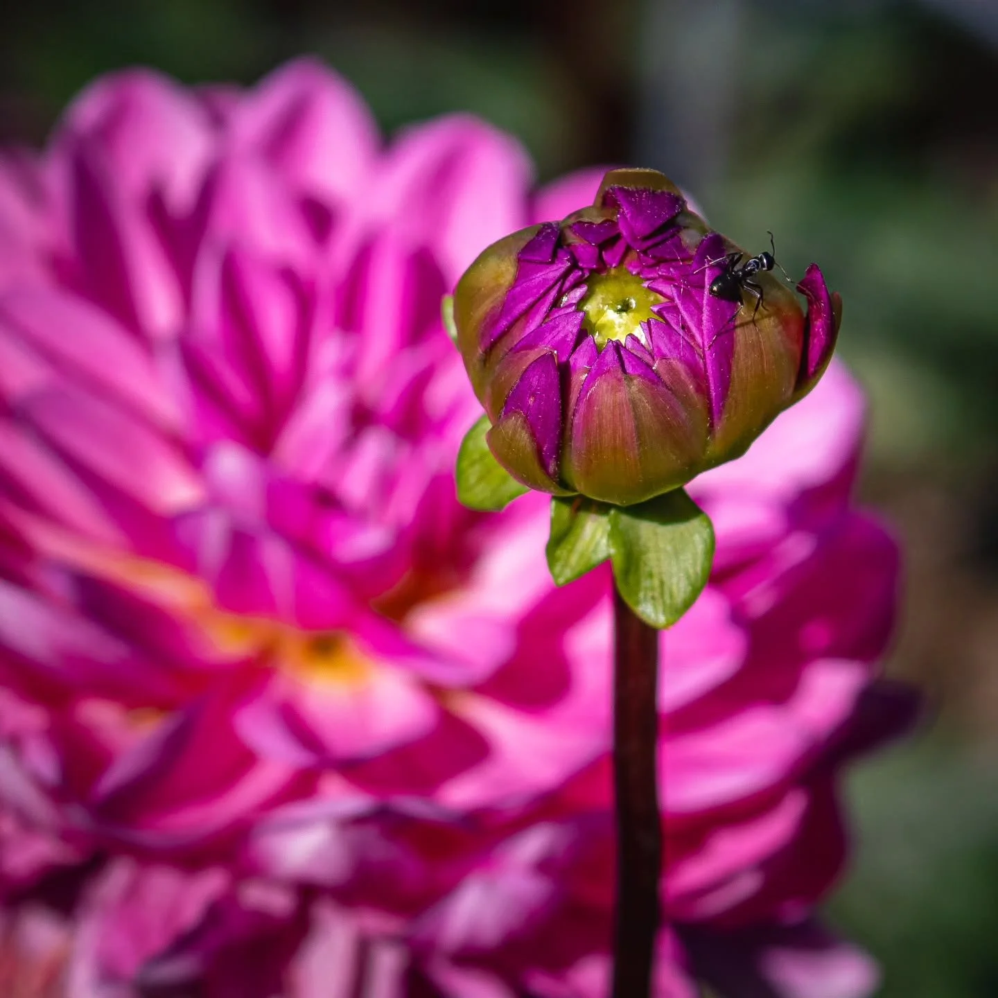 Dahlias are starting to pop @mn_arboretum my favorite flower!