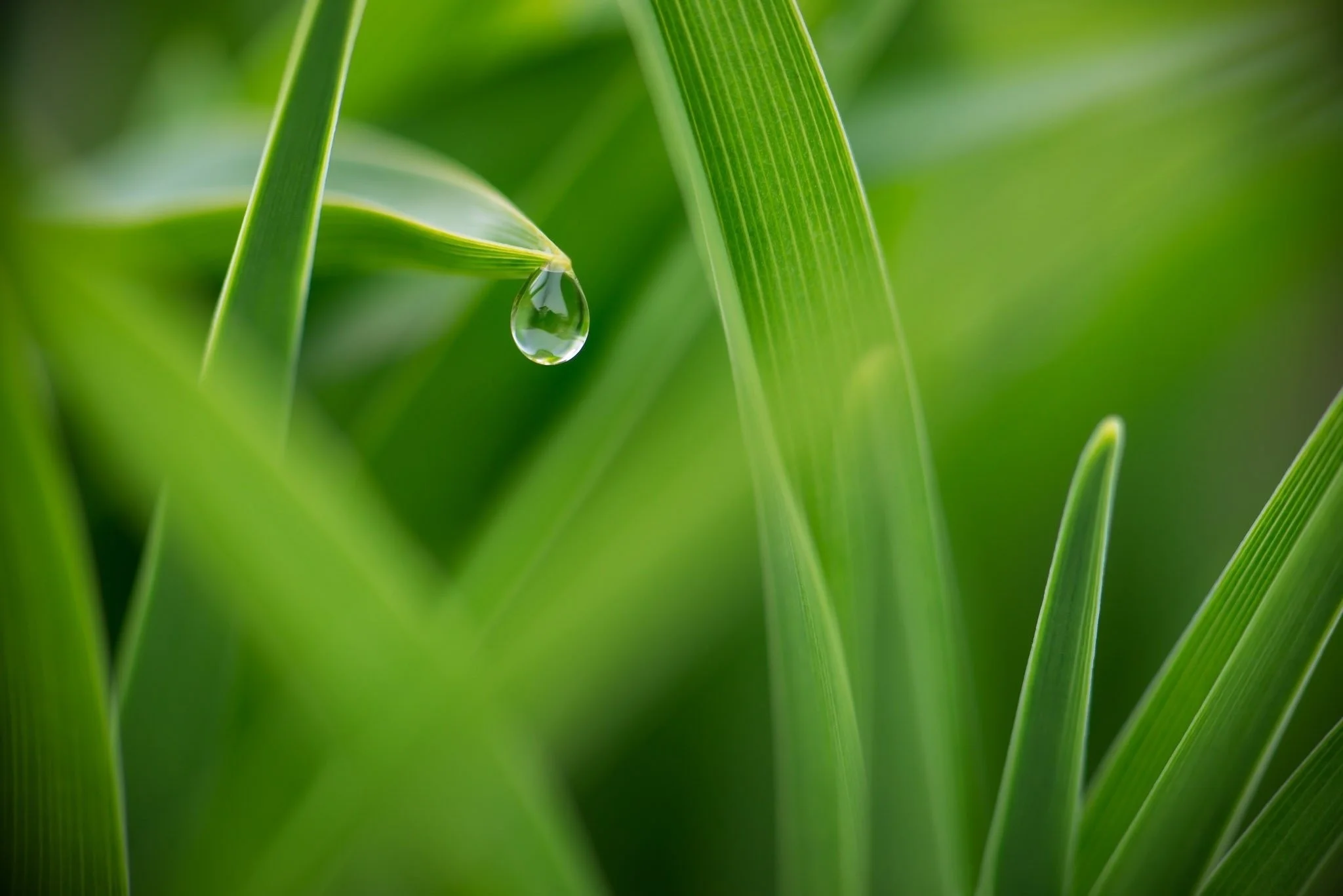 vunature.com-drops-green-macro-grass-dew-nature-hd-wallpapers-windows-8.jpg