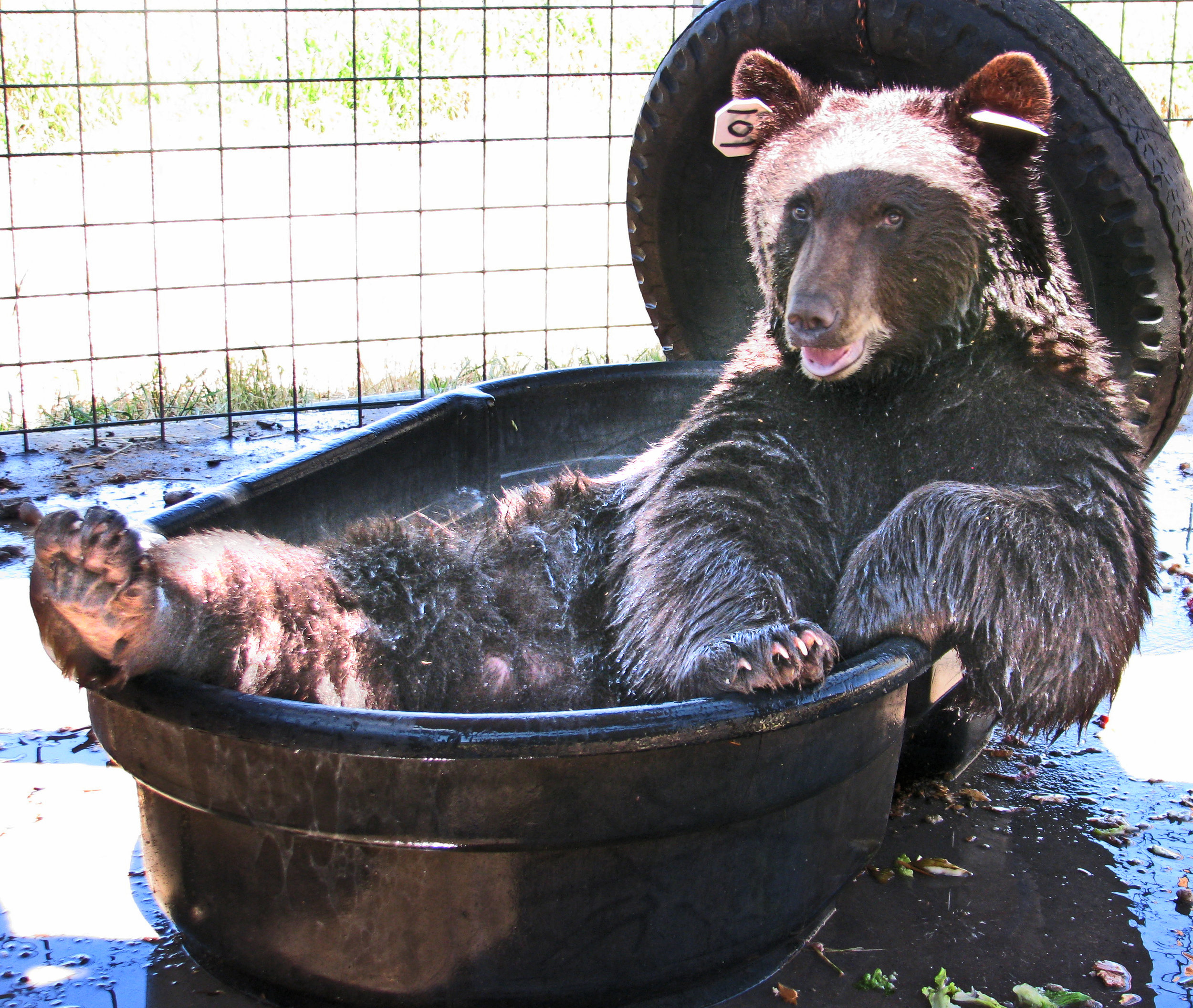 2. Bear in bathtub.jpg