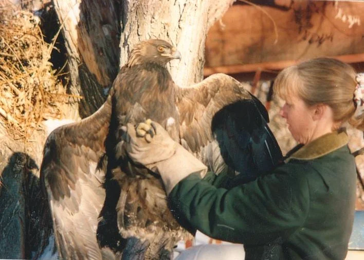 Founder Nanci Limbach with a golden eagle