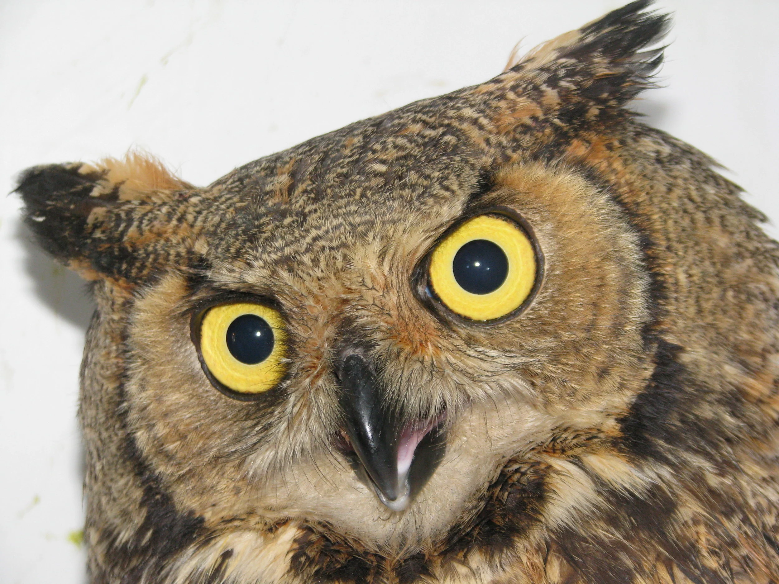 PSS at Raptor Fest 2019