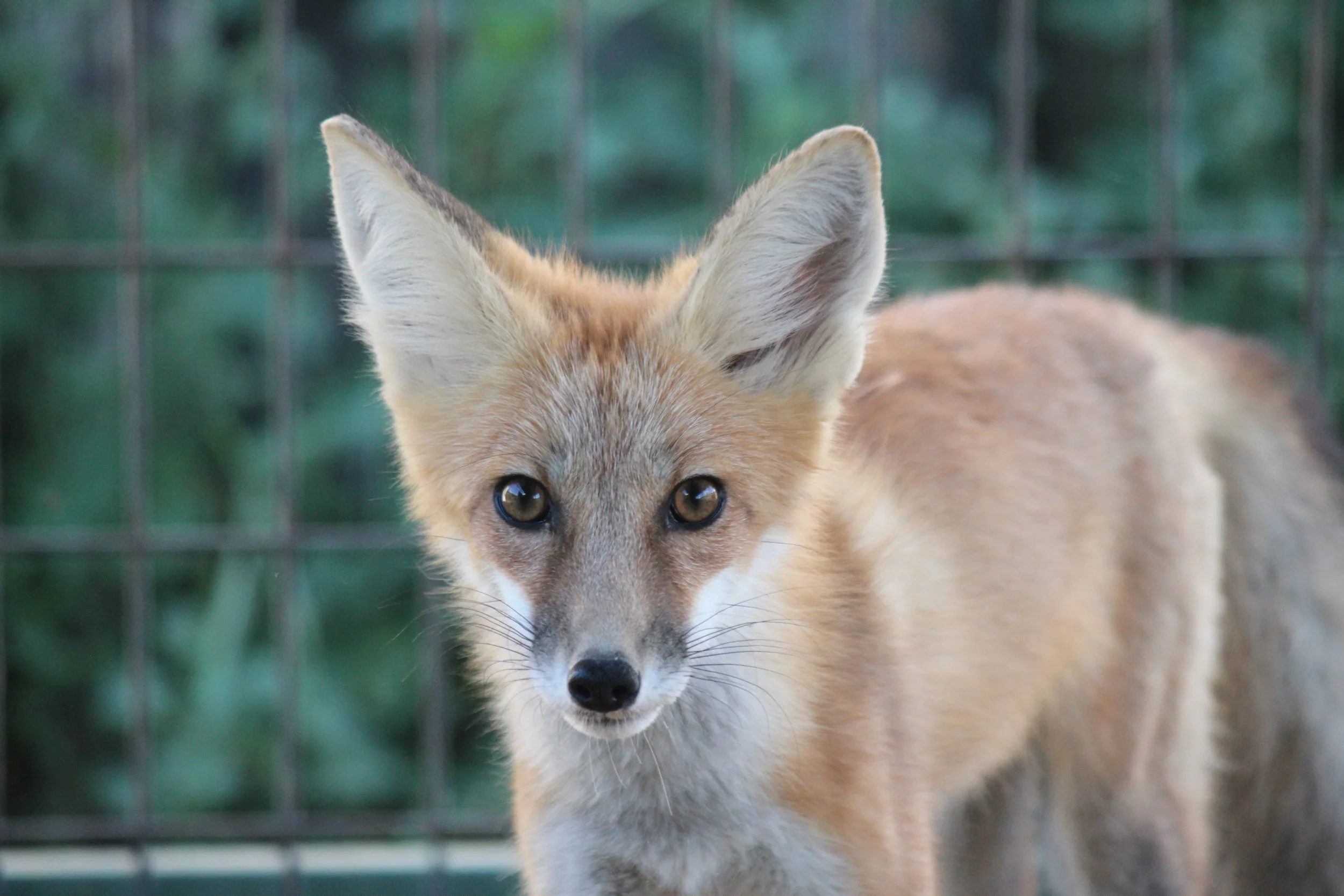  One of six young red fox kits preparing for release soon (these guys have since been released). 