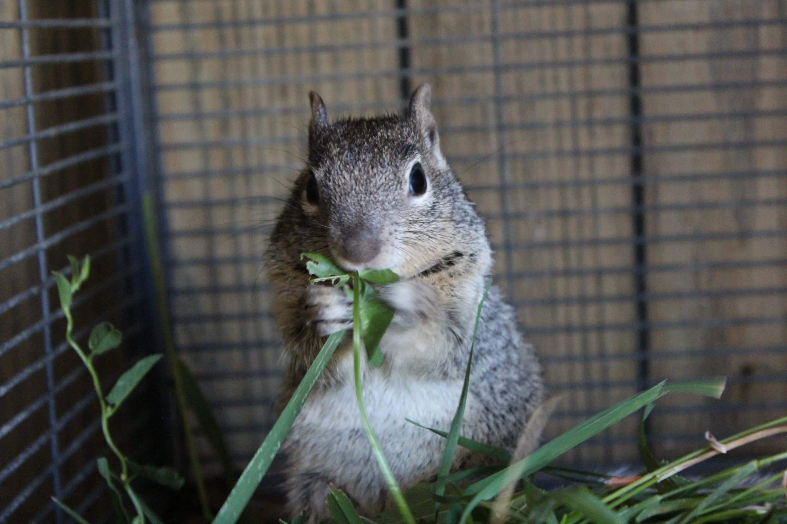  A young rock squirrel learns natural foraging techniques. He and his siblings were released. 