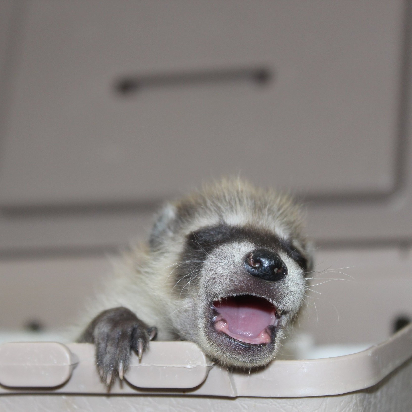 Baby raccoons never hesitate to let you know when they are hungry!