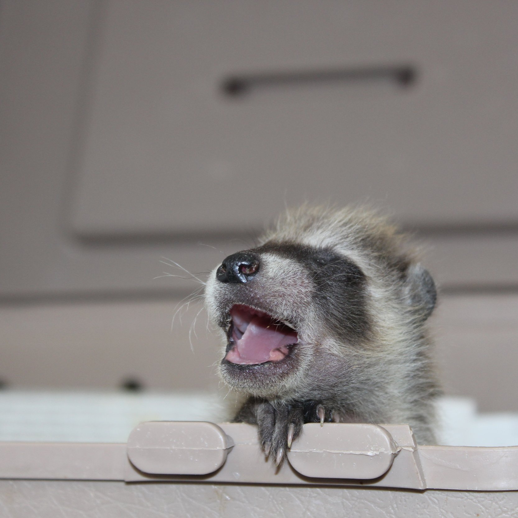 Baby raccoons never hesitate to let you know when they are hungry!