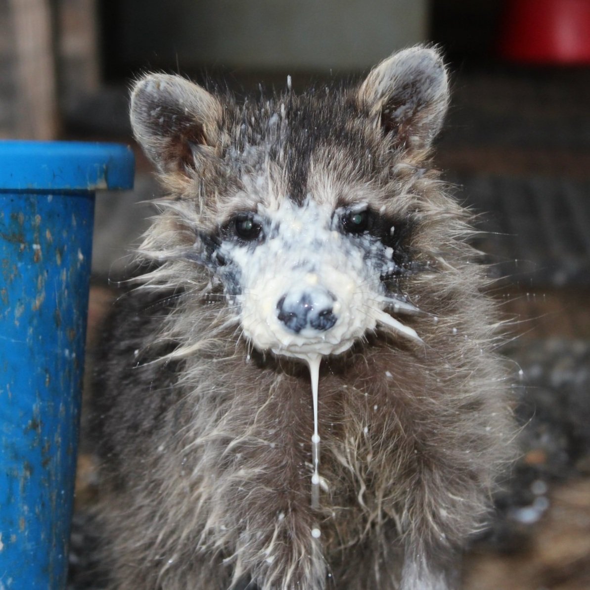Learning to drink milk from a bowl can be a messy edeavor.