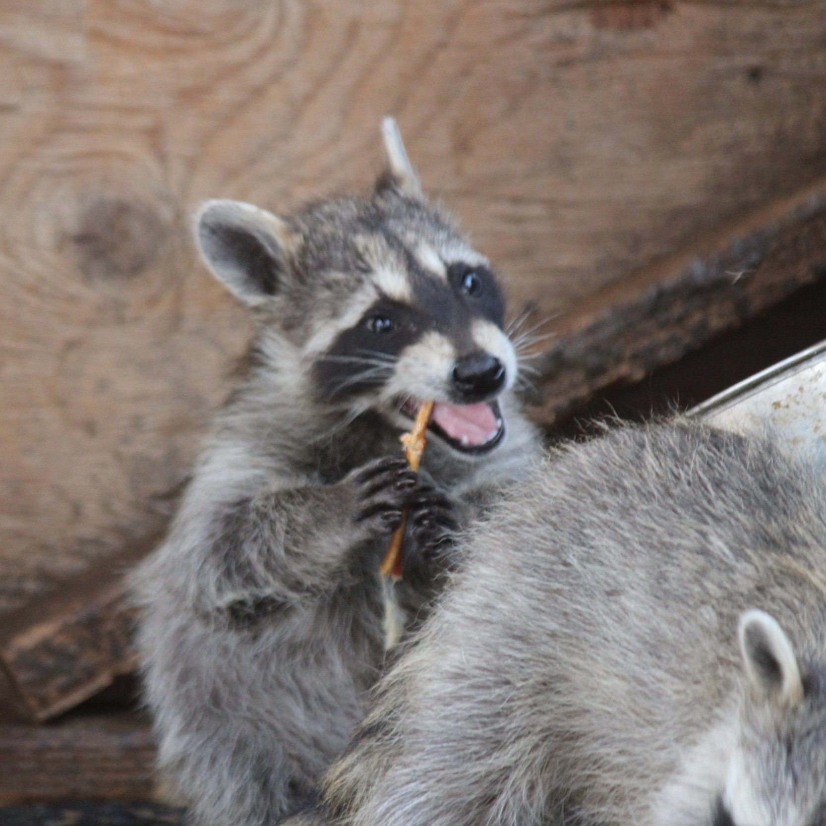 A young raccoon samples some donated crab legs. Foods like this help them learn vital survival skills!