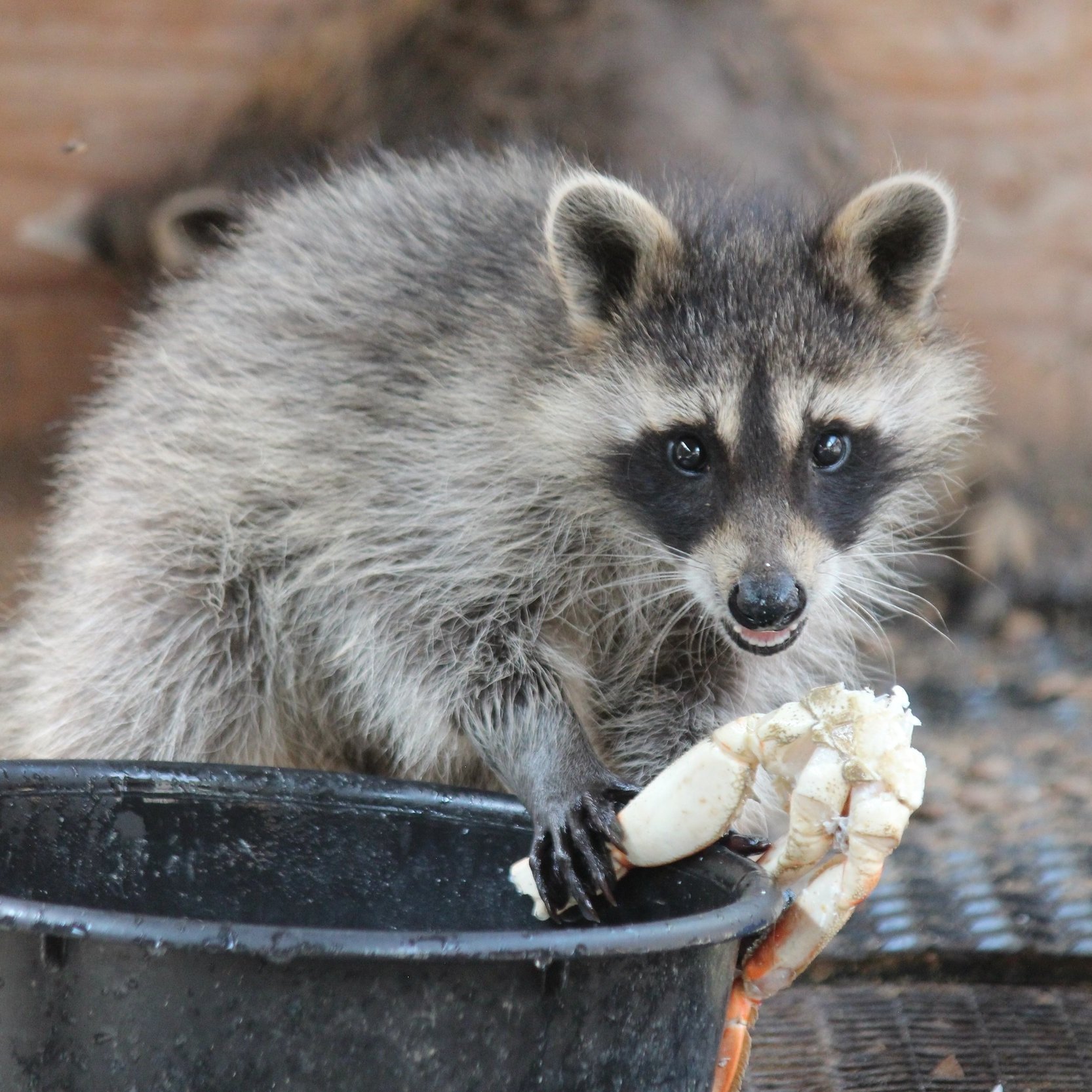 A young raccoon samples some donated crab legs. Foods like this help them learn vital survival skills!