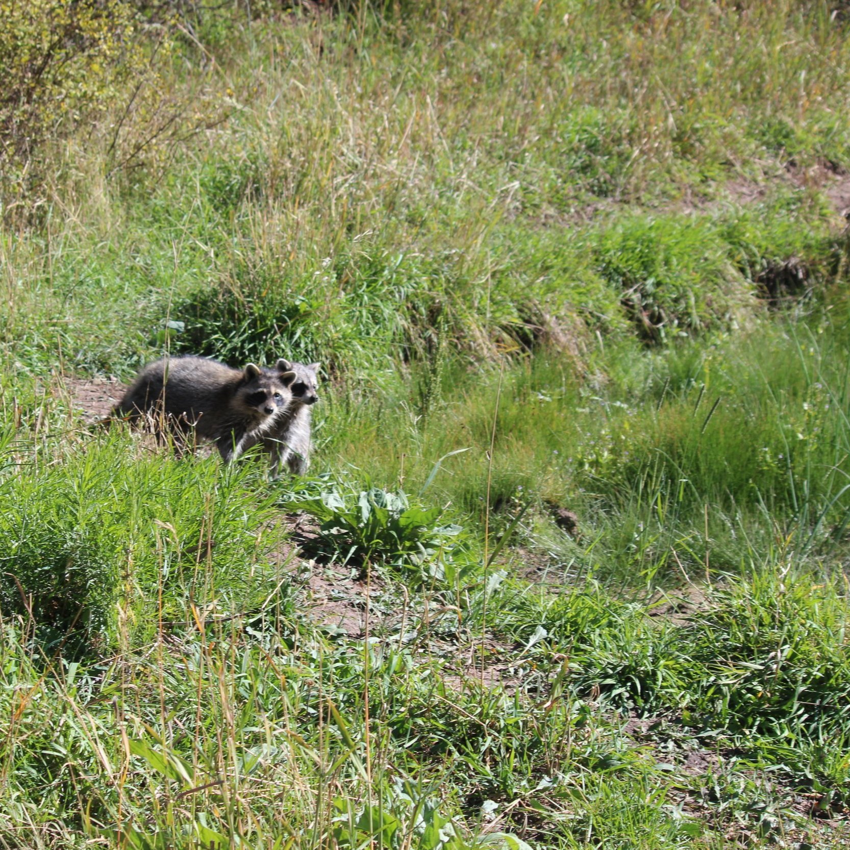 A couple of our raccoons upon release. They immediately went to exploring their new home.