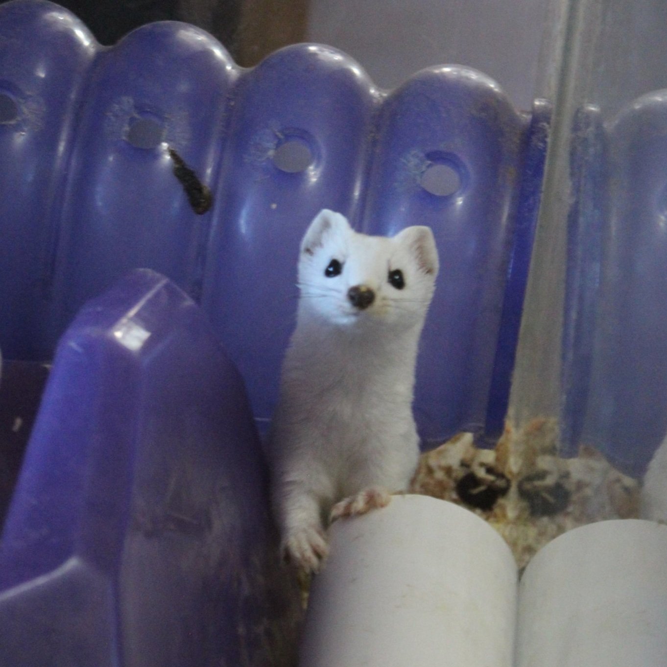 The weasel shortly after intake, being treated for cat bites and potential infection.