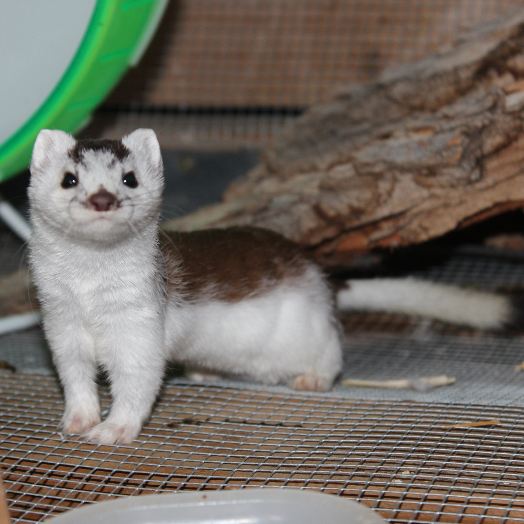 In early spring he changed from the white phase to summer brown.