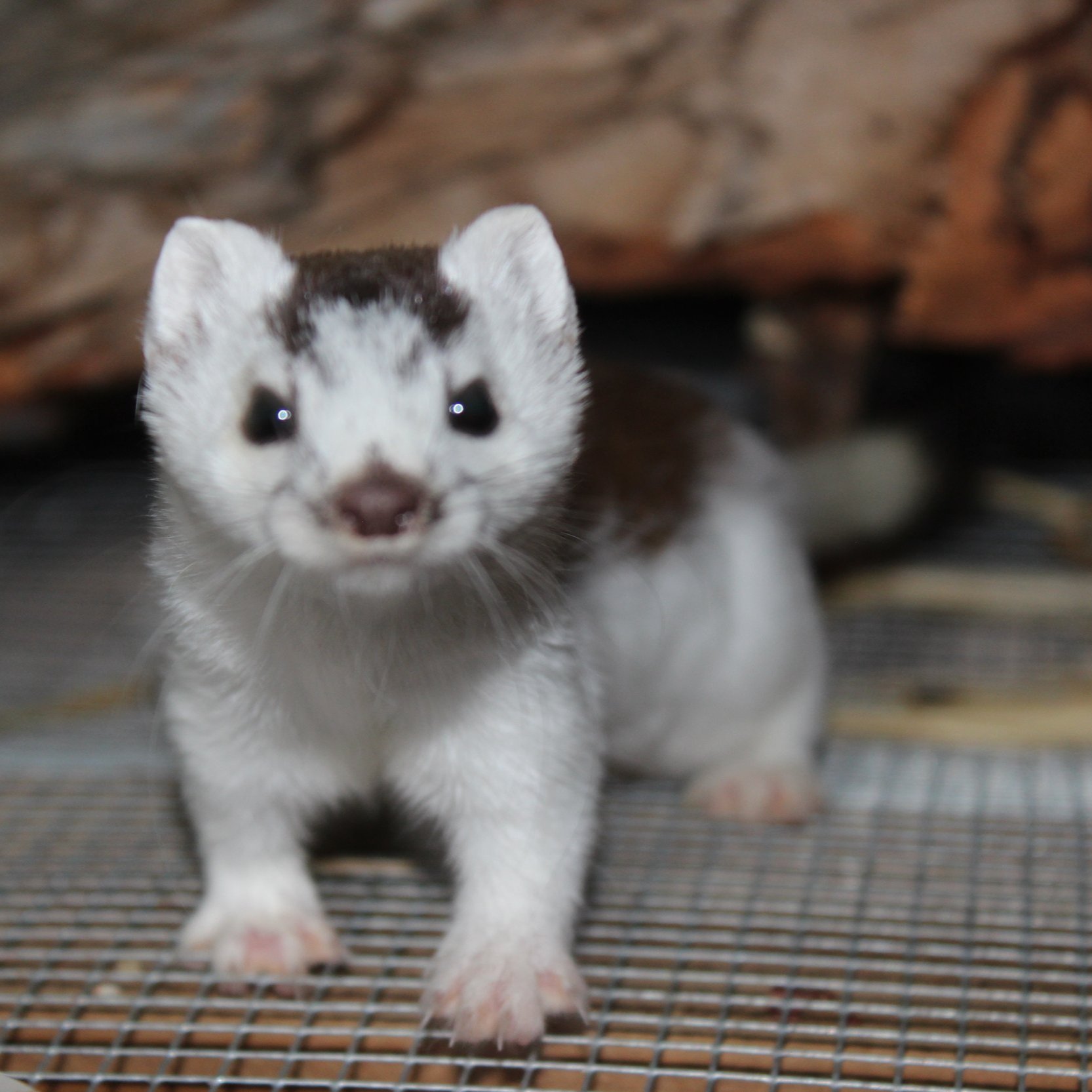 In early spring he changed from the white phase to summer brown.