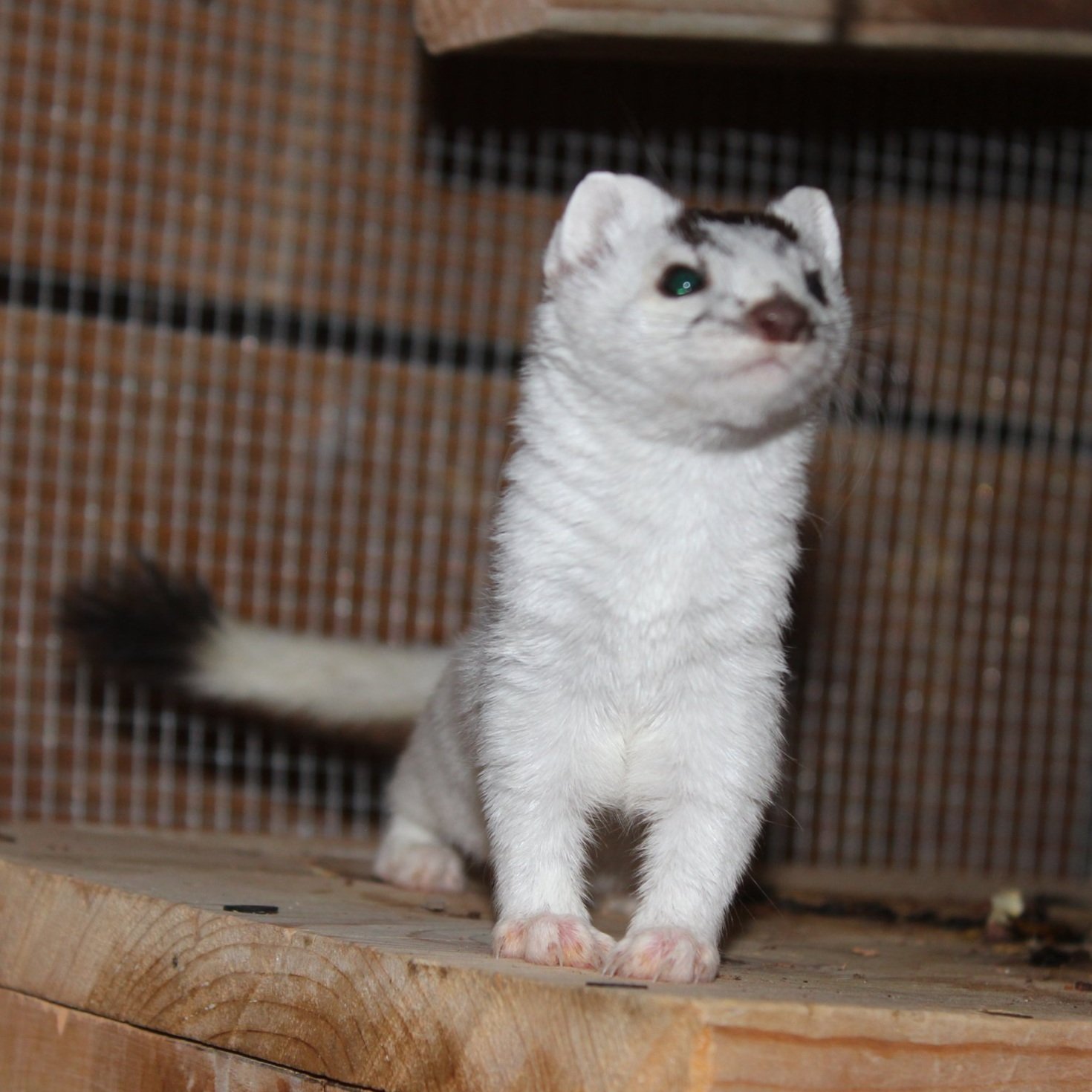In early spring he changed from the white phase to summer brown.