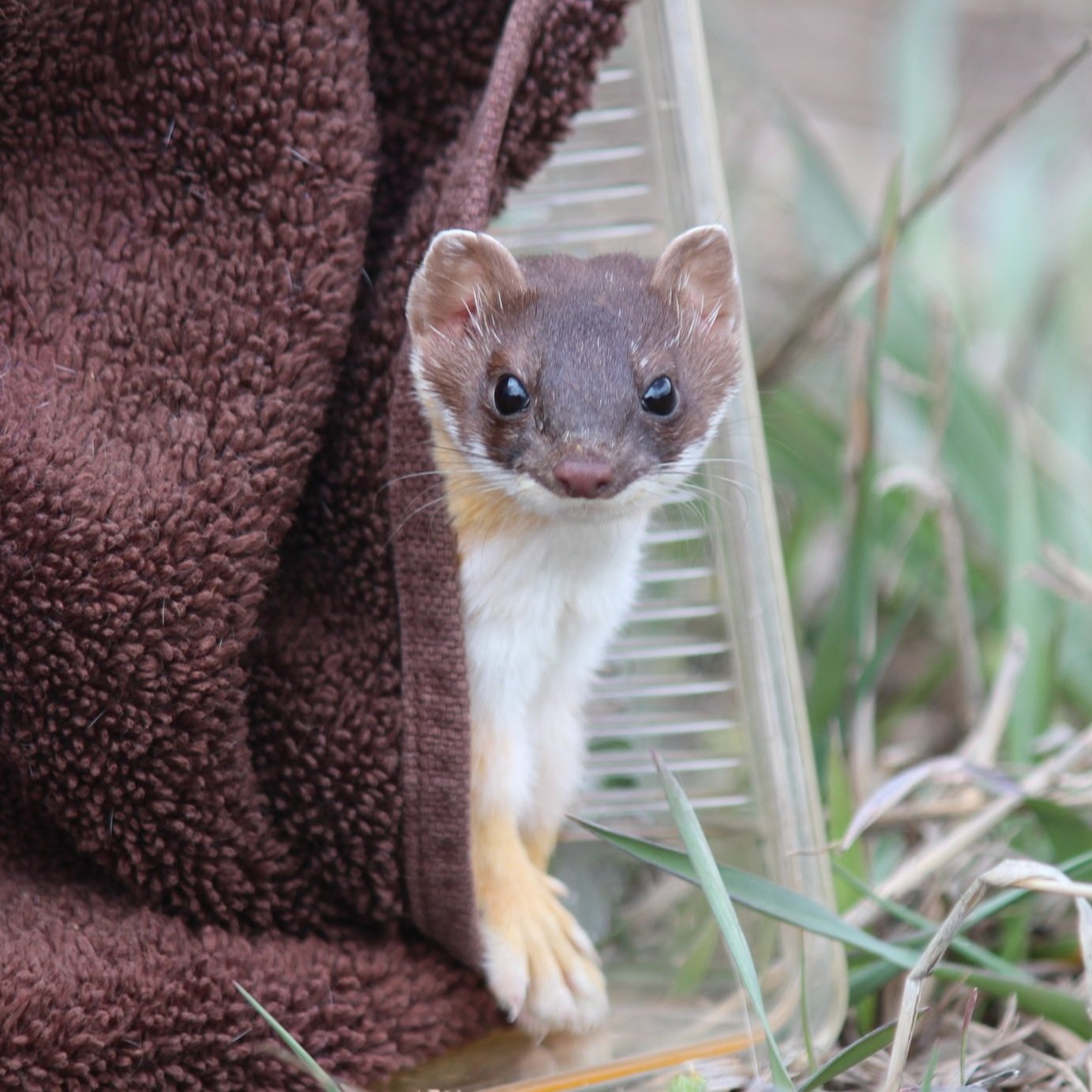 Release day! The little weasel curiously took stock of his surroundings for a while and then ran off into the bushes.