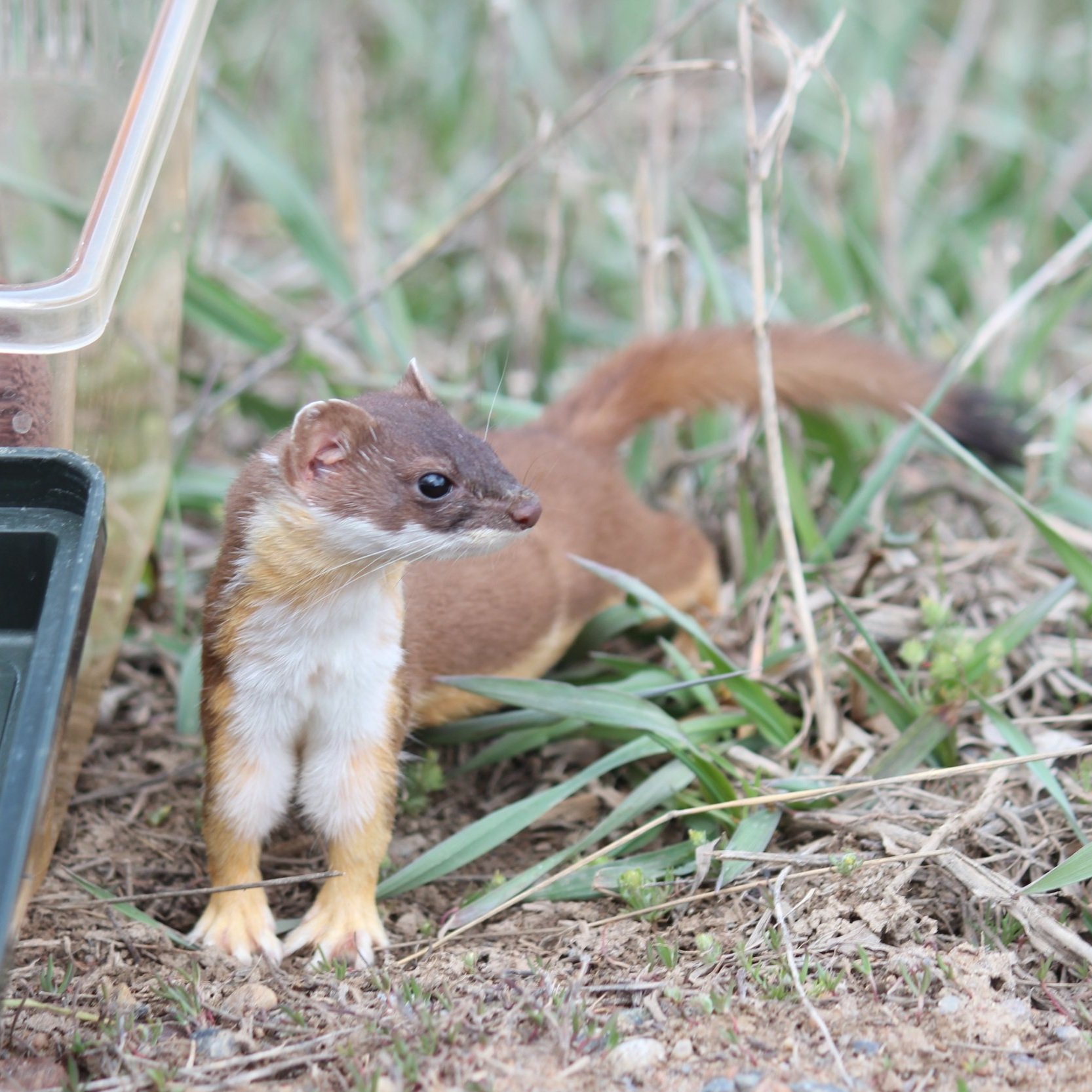 Release day! The little weasel curiously took stock of his surroundings for a while and then ran off into the bushes.