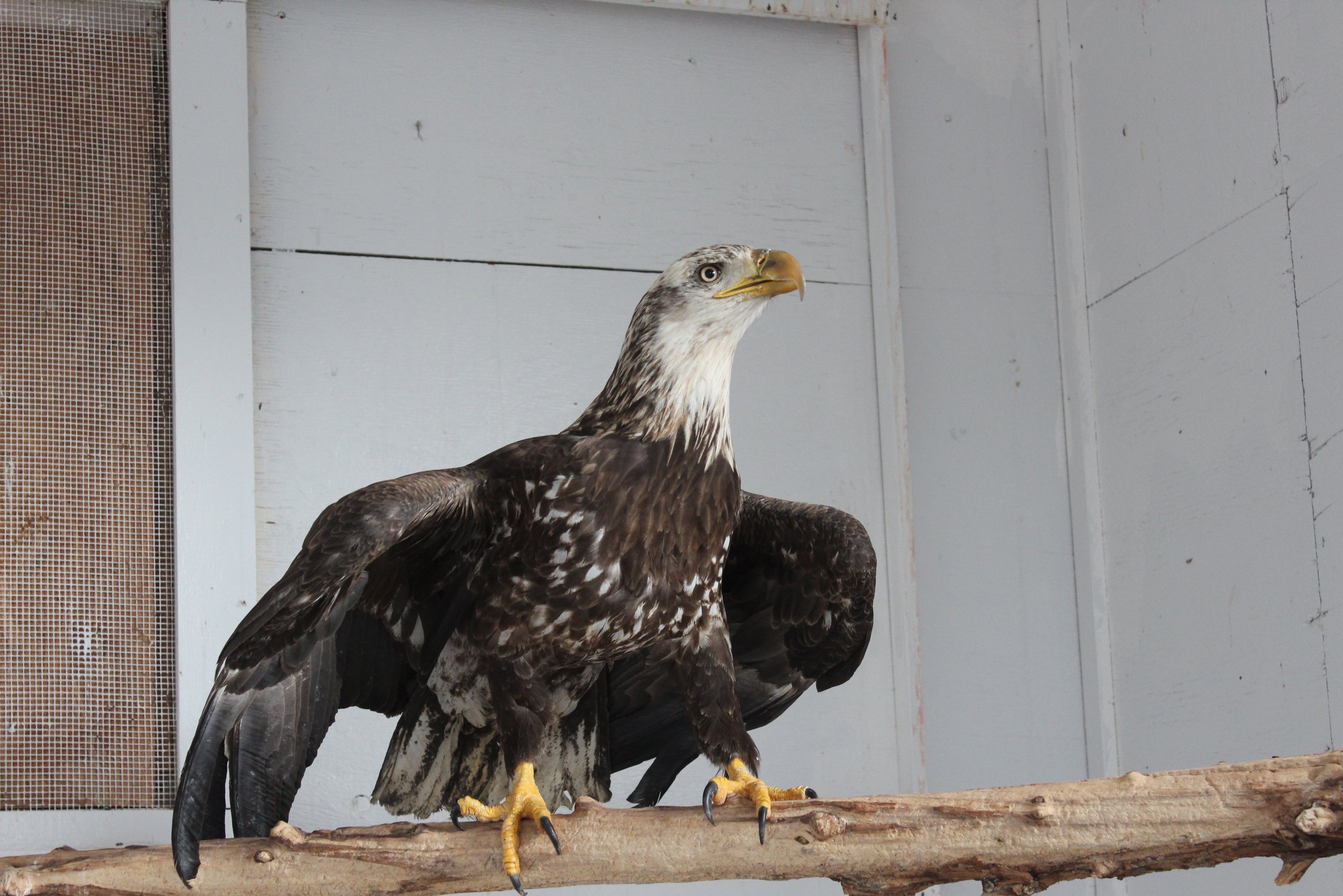 A young bald eagle transitioning from juvenile to adult plumage.