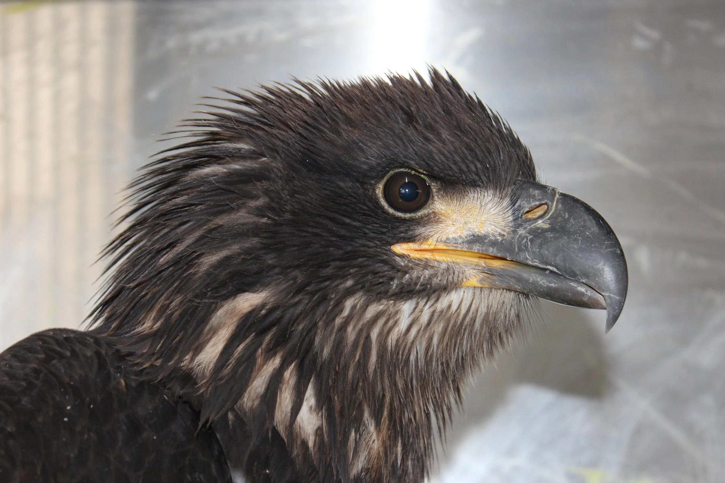 B