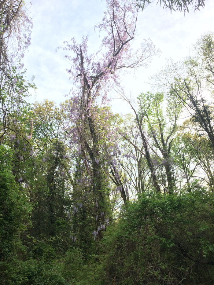 Not swales, but just for fun - this is what unchecked Wisteria can do. Not sure if the tree died because of it...