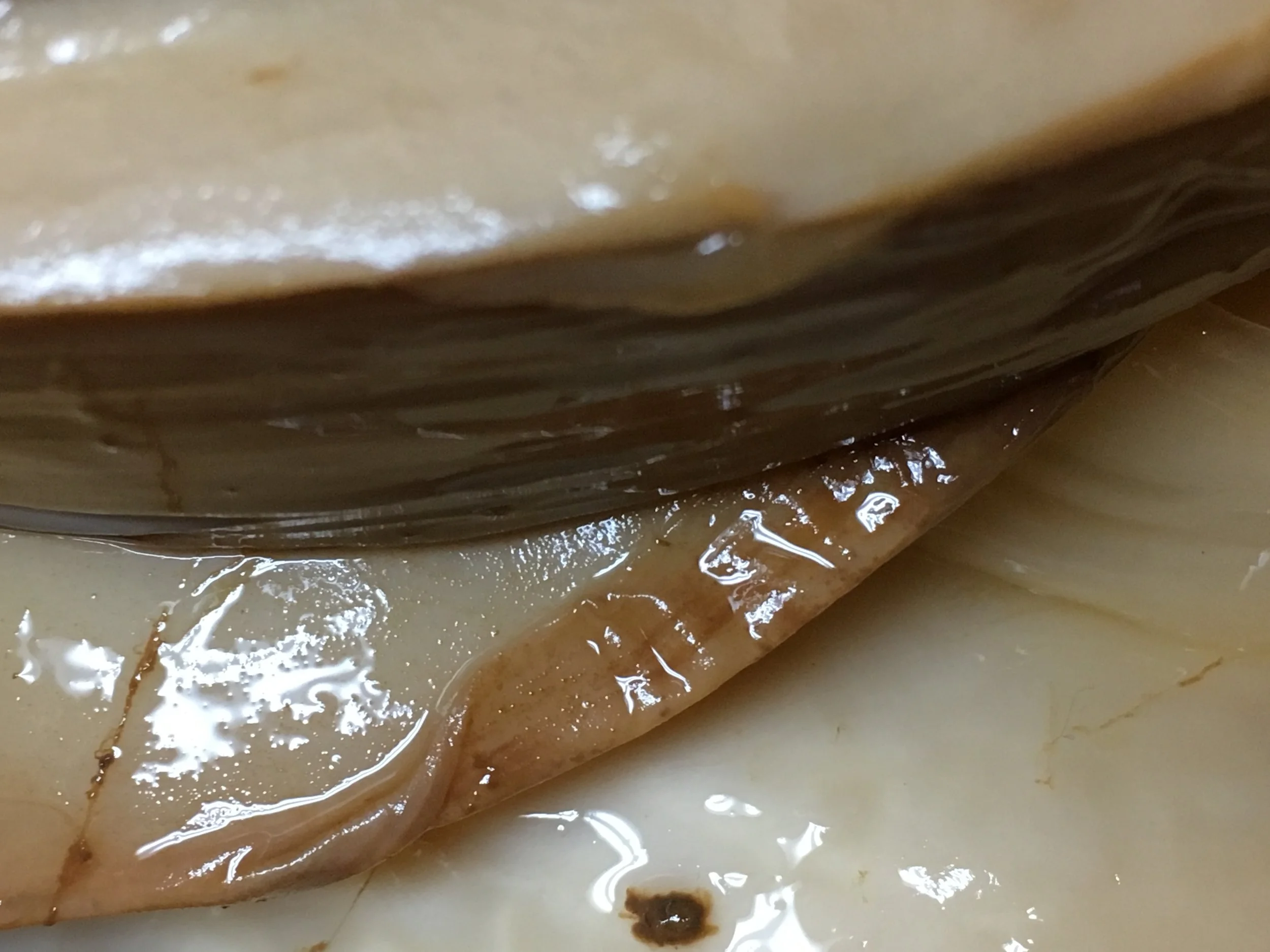 SCOBYs are terrifying. (Part I: What is Kombucha)