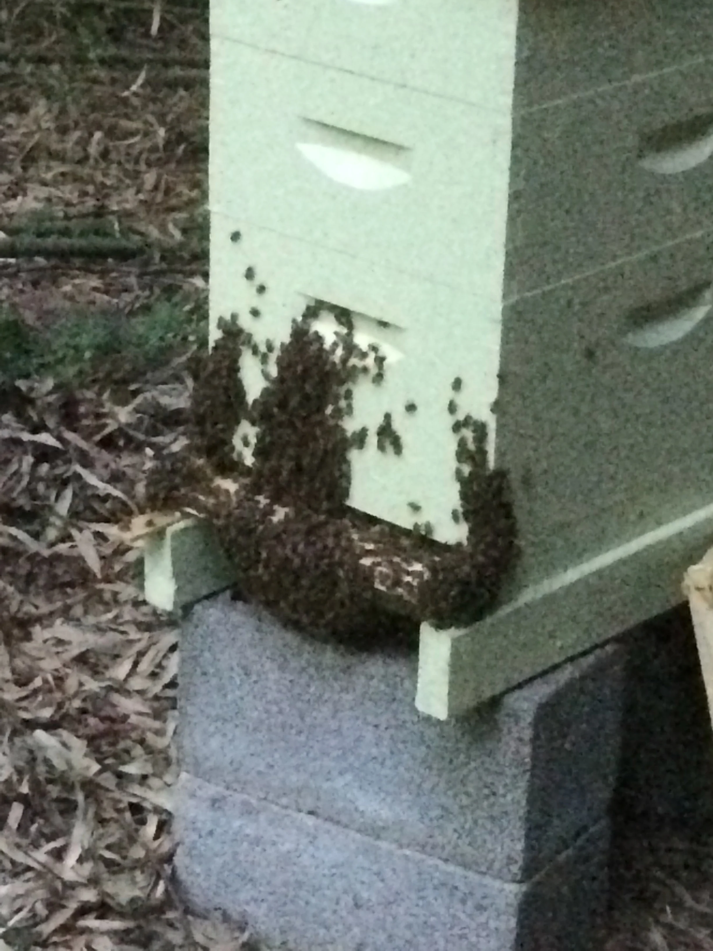 Bee Post-Mortem — Cats and Cardamom