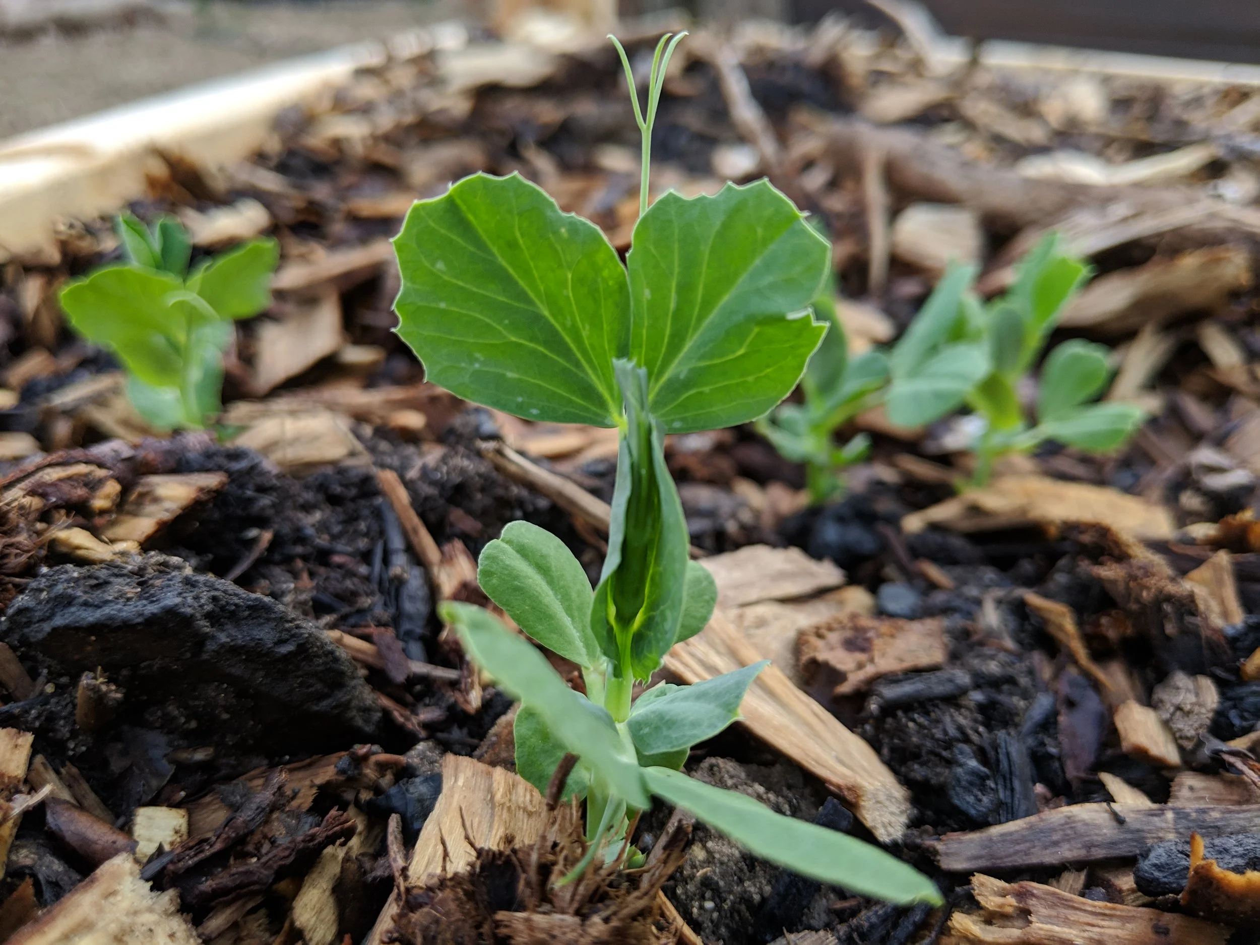 Peas for all
