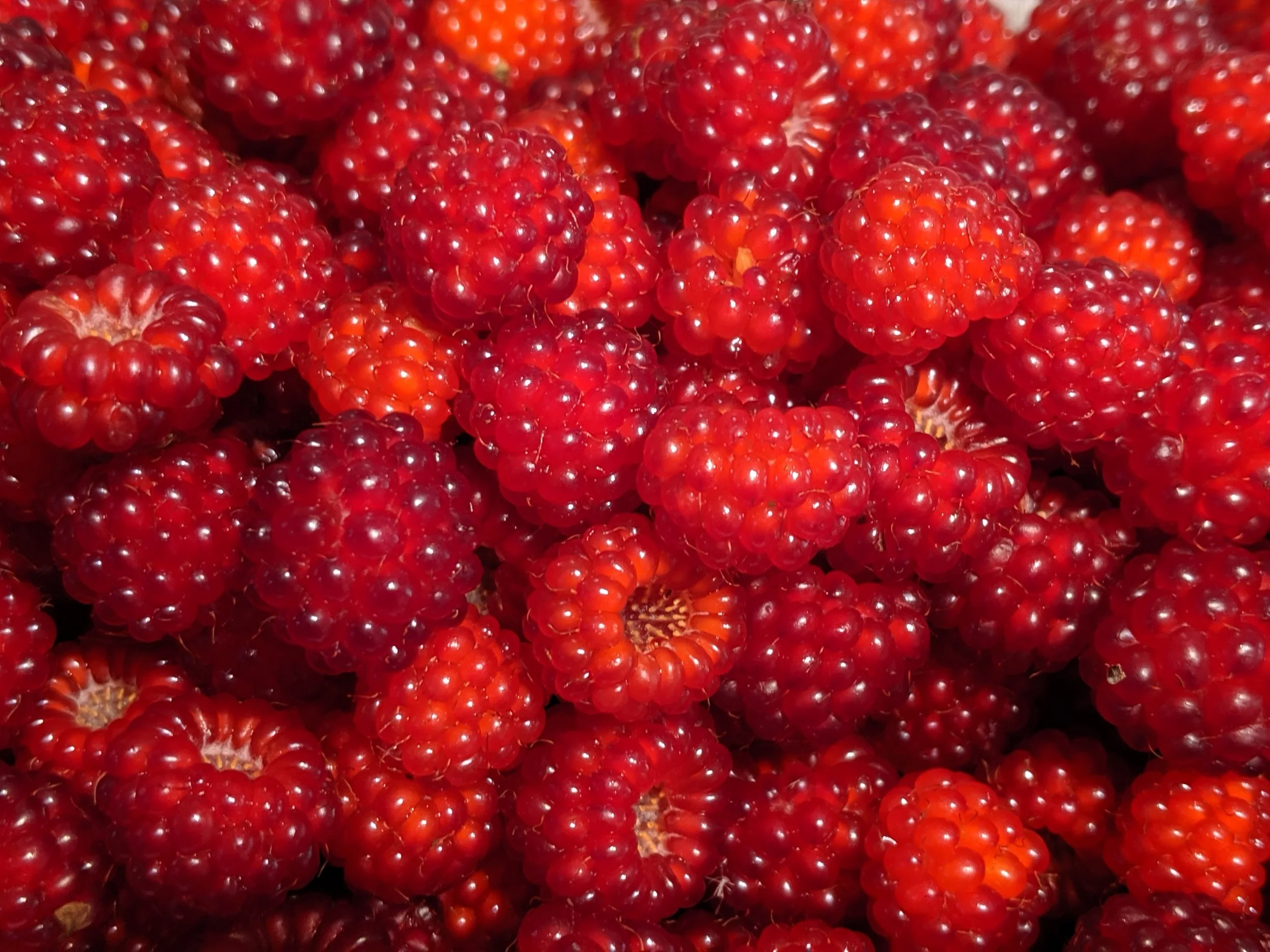 Spring Crop Harvest