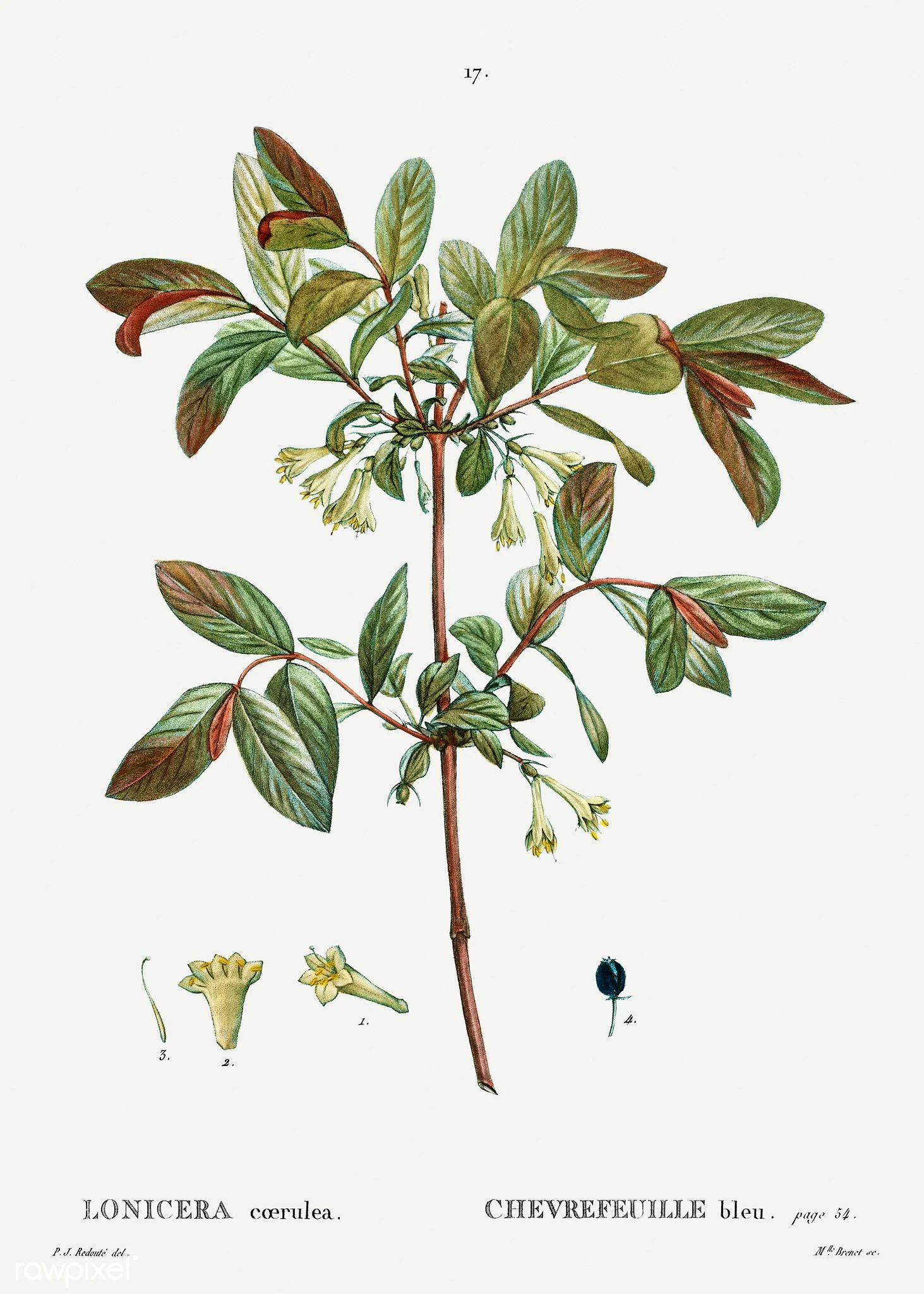 Image from “Traité des arbres et arbustes que l'on cultive en France en pleine terre” (1801–1819), https://www.flickr.com/photos/vintage_illustration/46502174104/in/photostream/