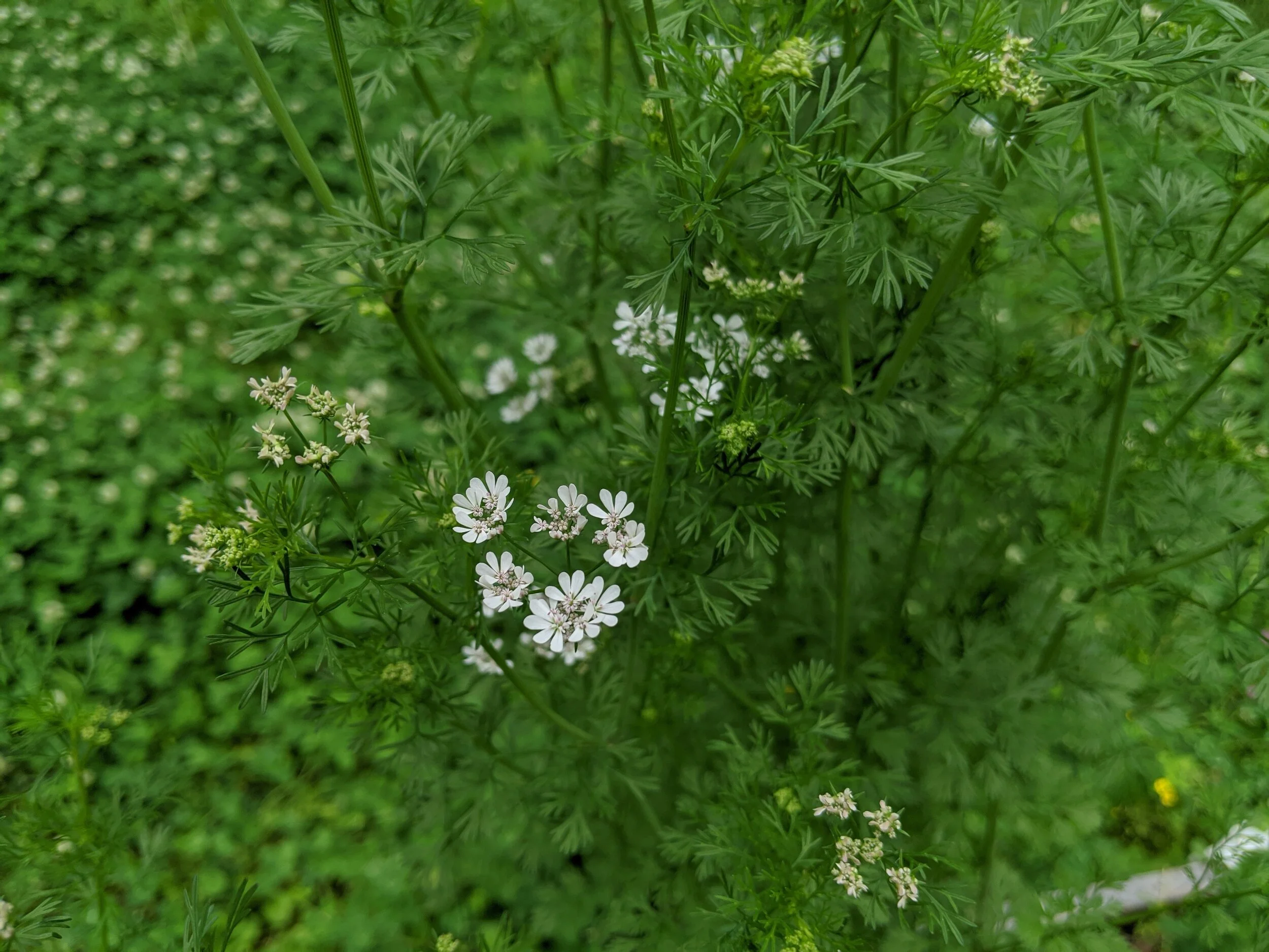 The seasons are changing… (and swales are growing!)