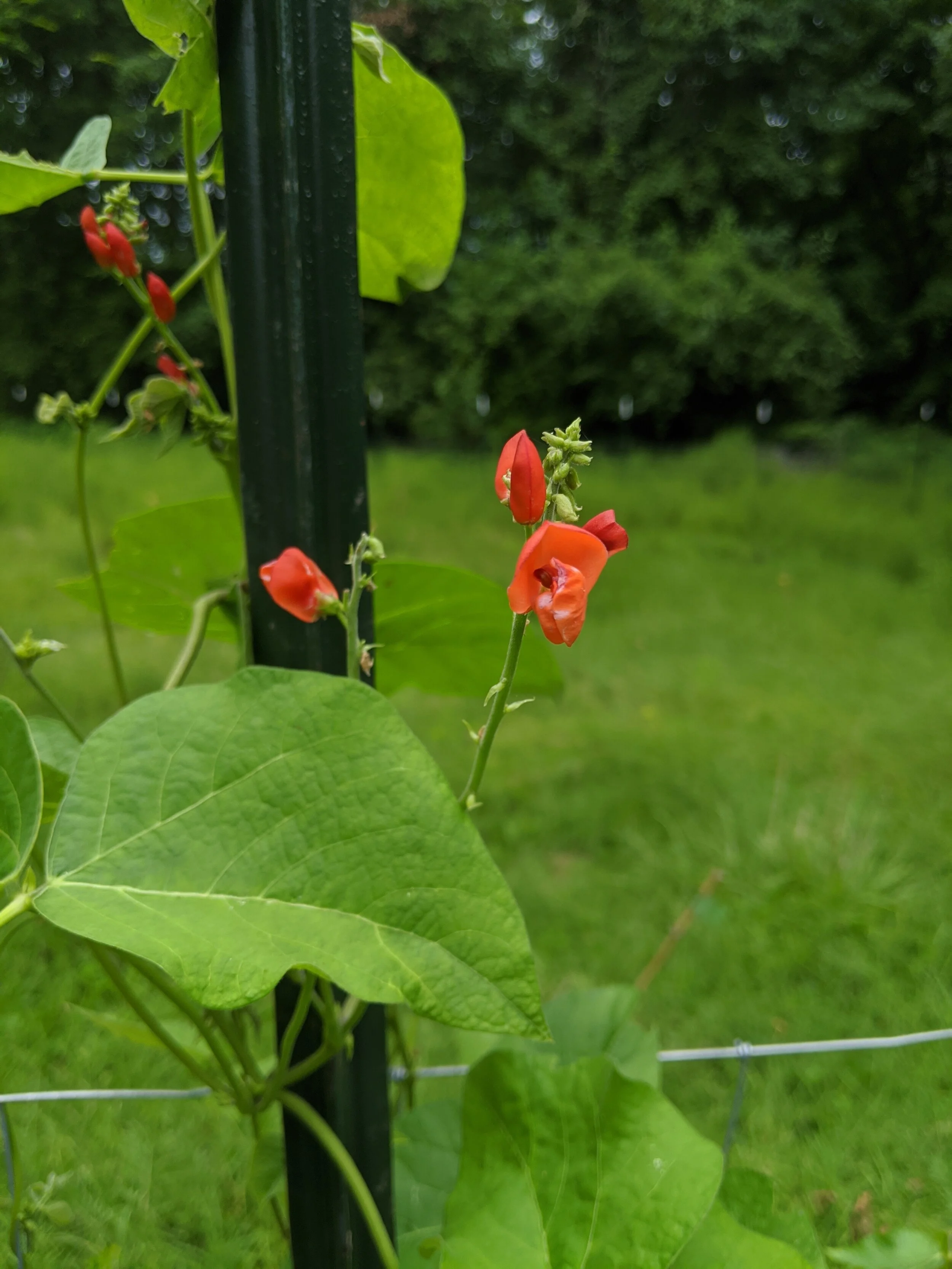 IMG_20200728_185542.jpg