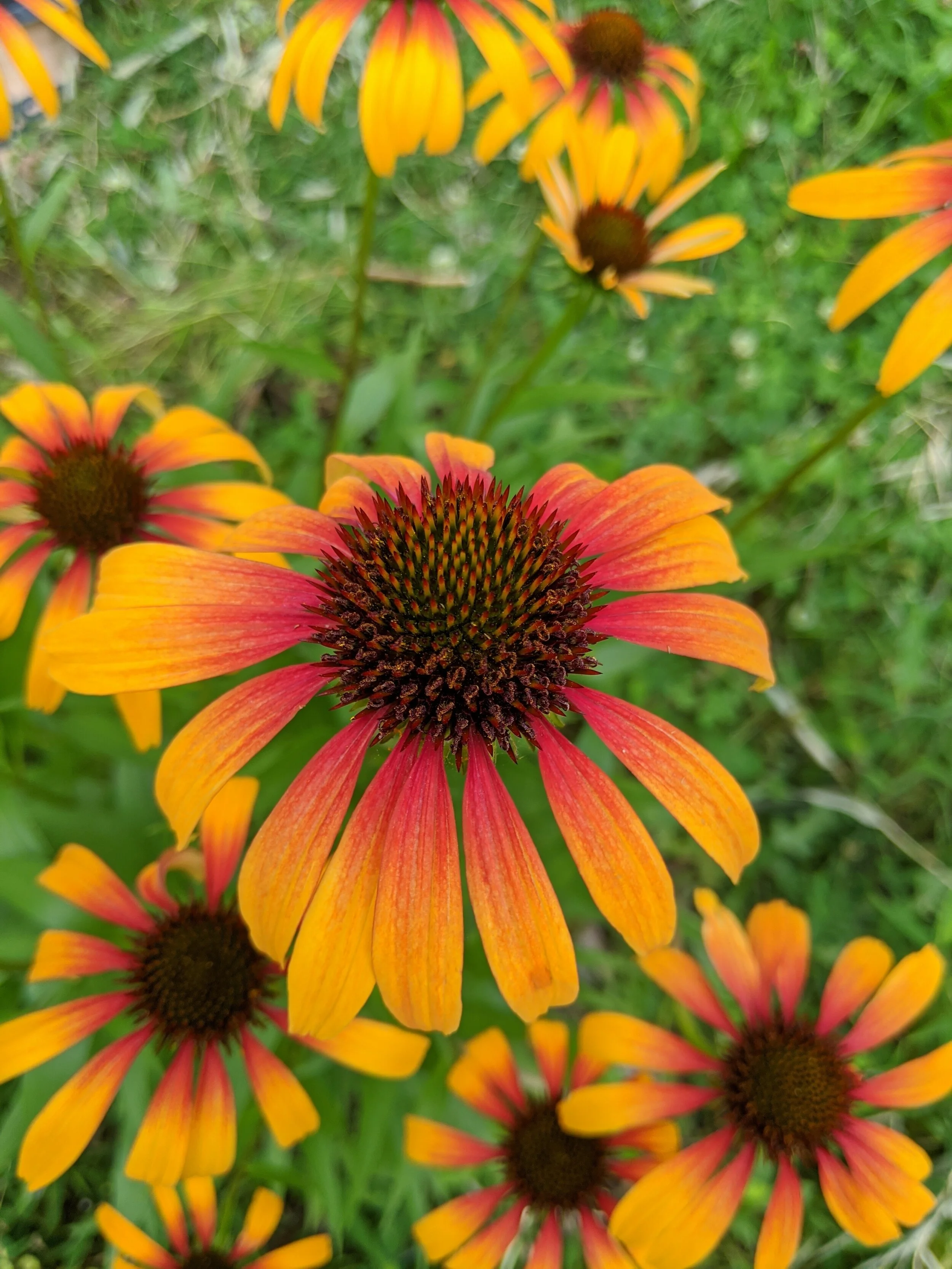 Photos from around the homestead (Late Summer 2020)