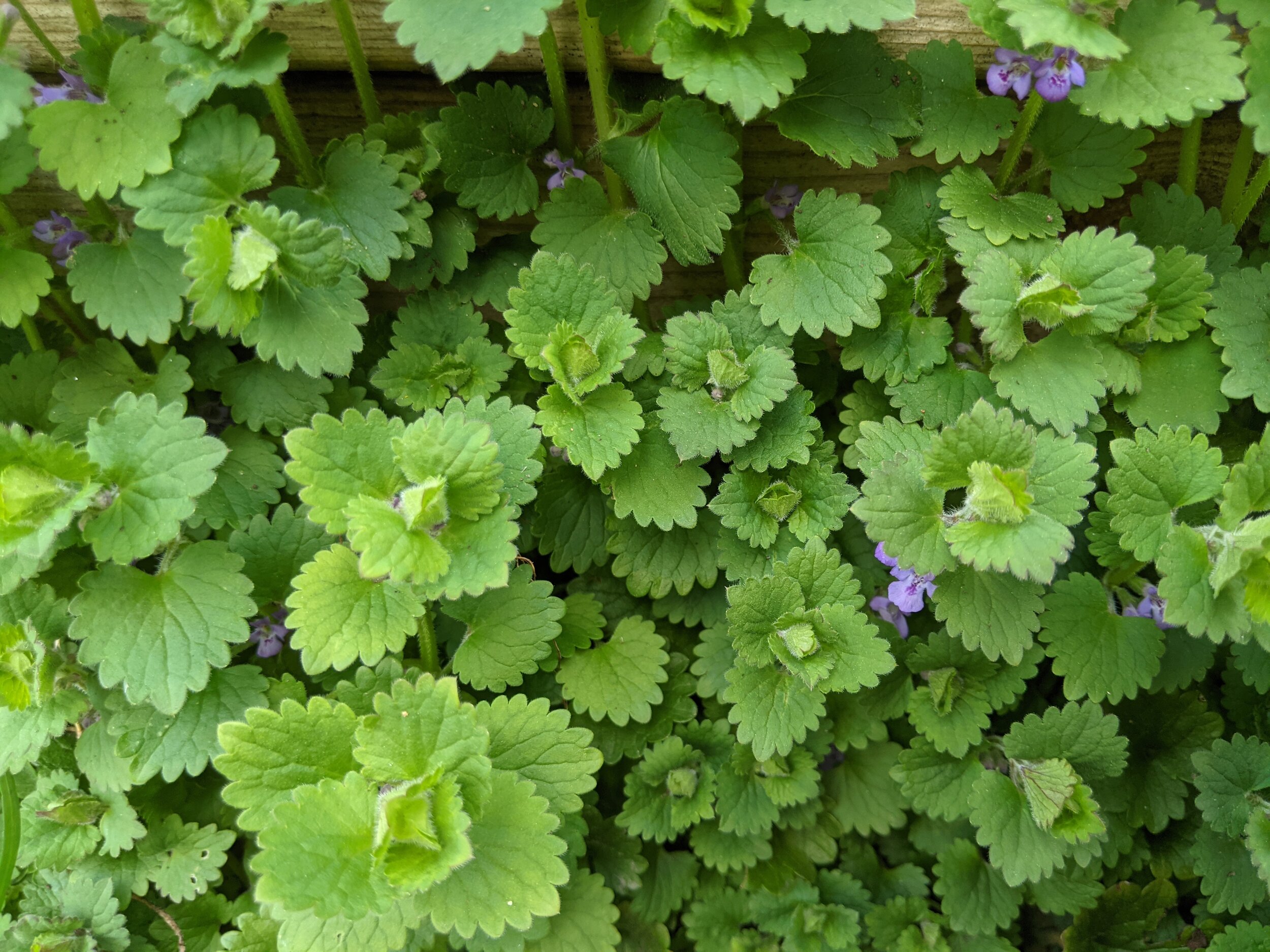 Ground Ivy Tincture - Harvest those weeds!