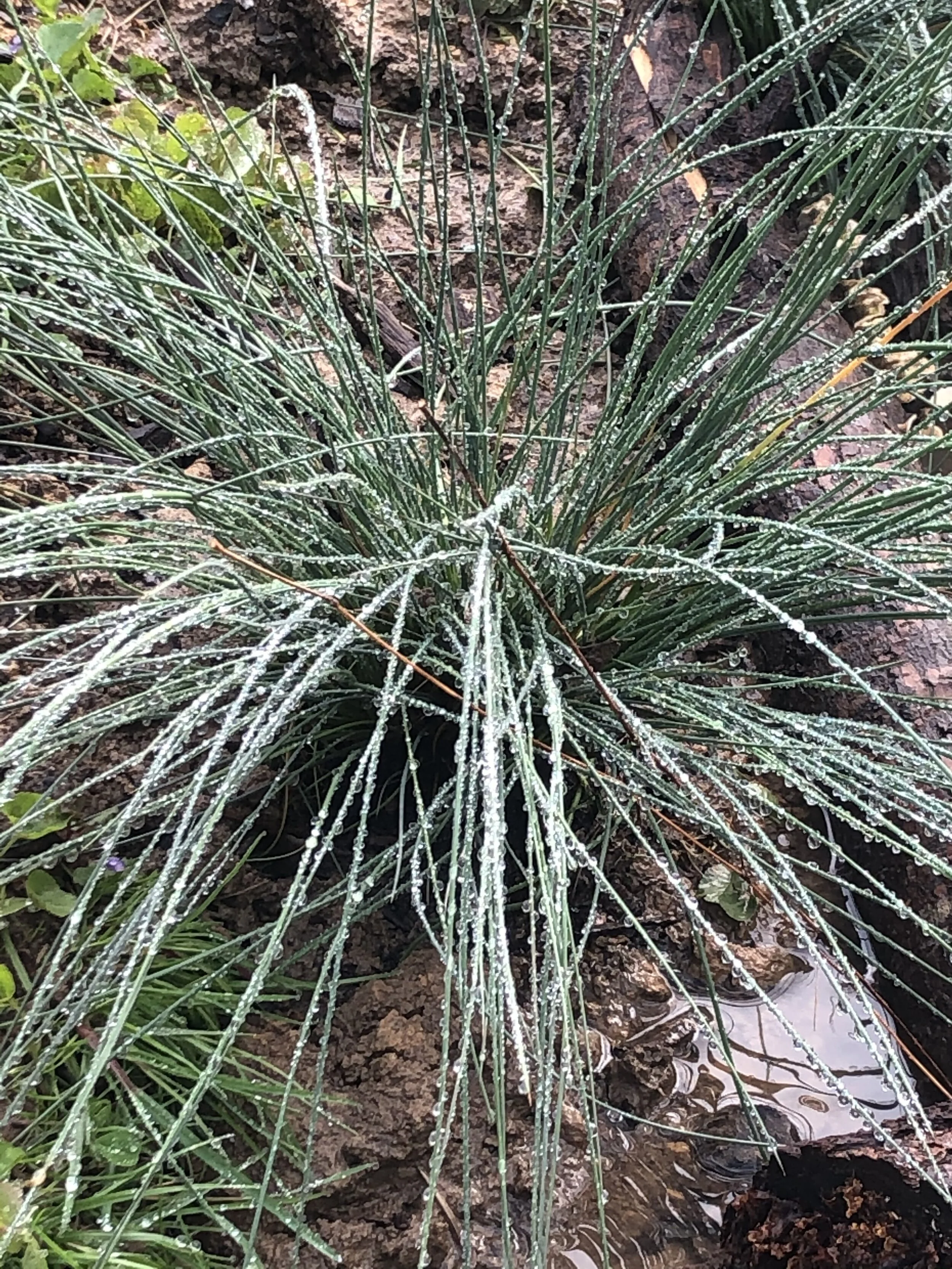 Juncus inflexus 'Blue Arrows' (Blue Green Rush)
