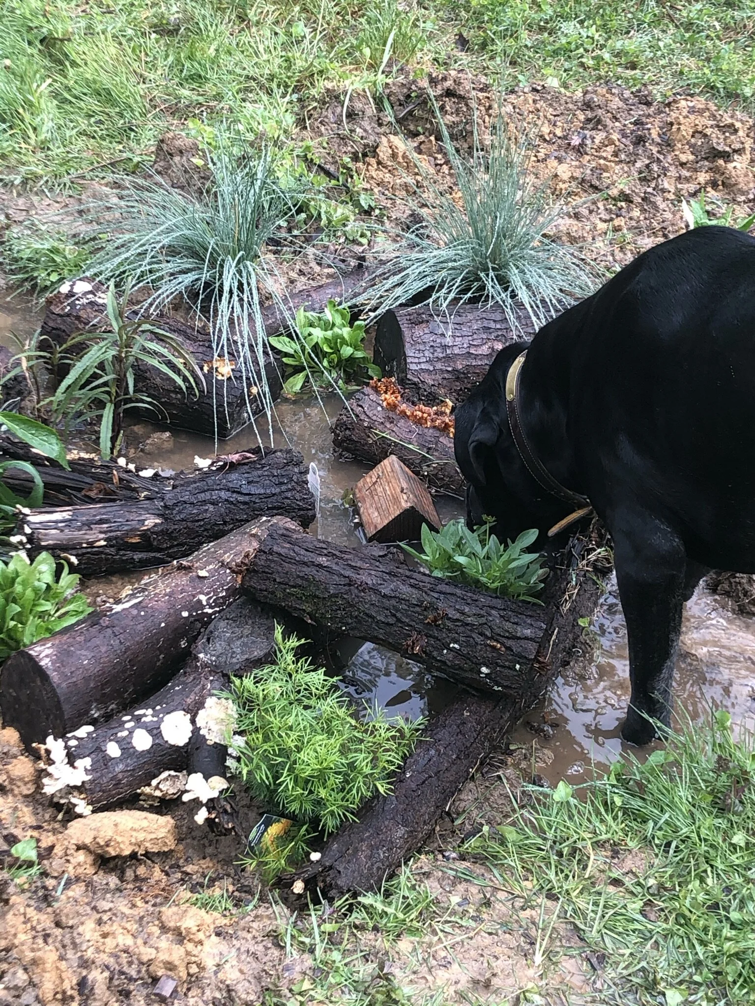 Orchard Rain Garden Setup