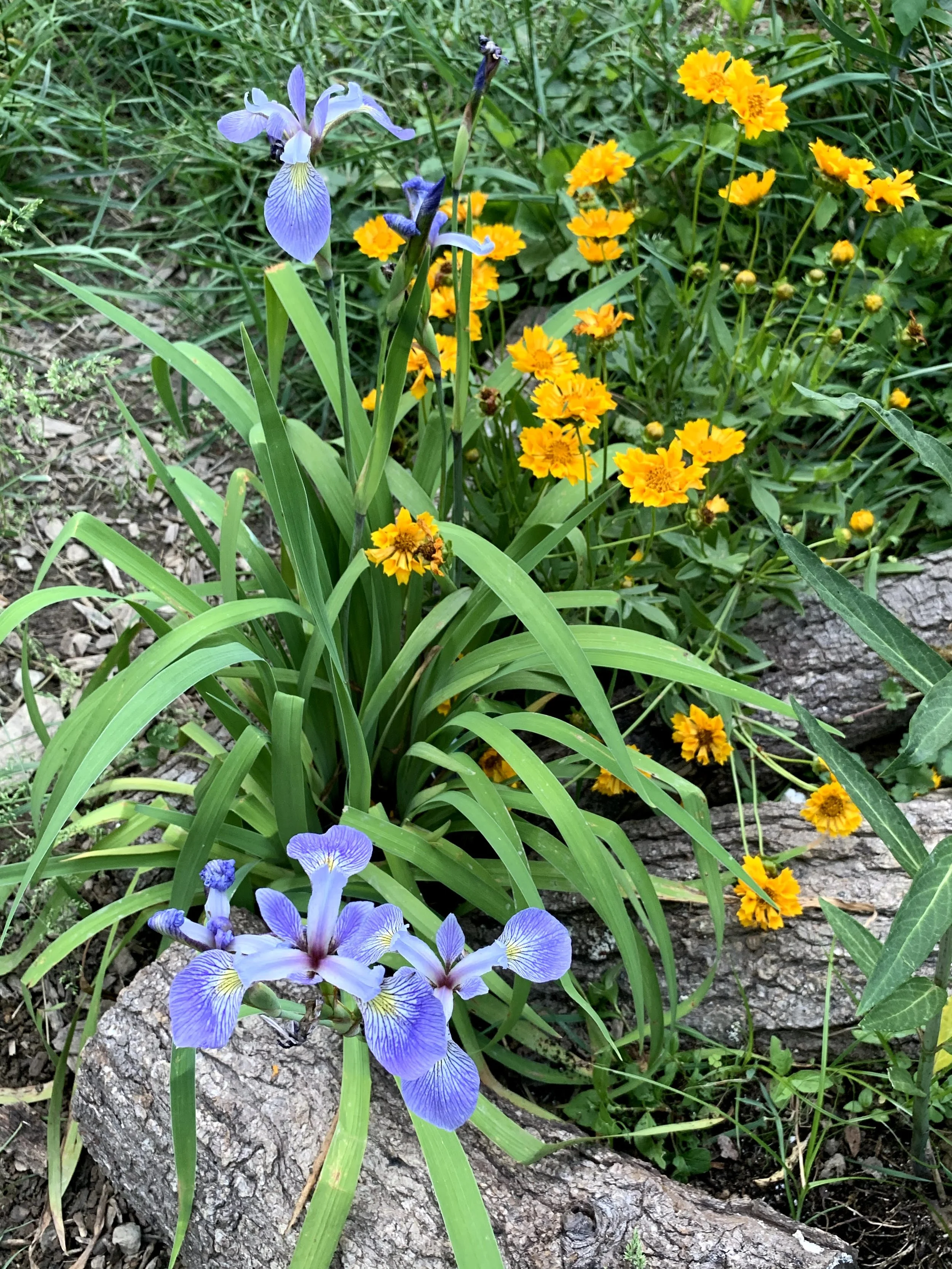 Rain garden in bloom (2021 season)