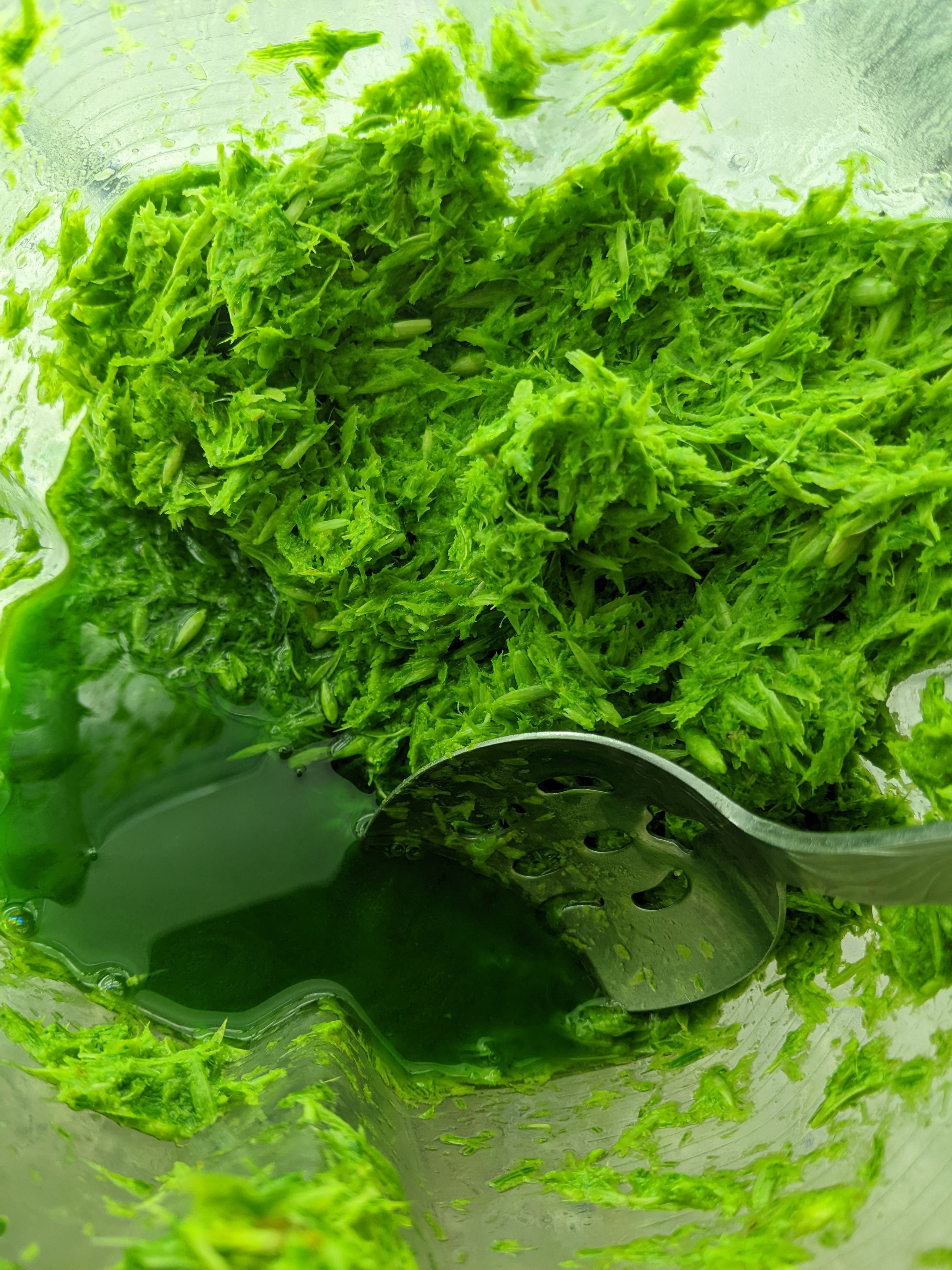 Making Milky Oats Tincture