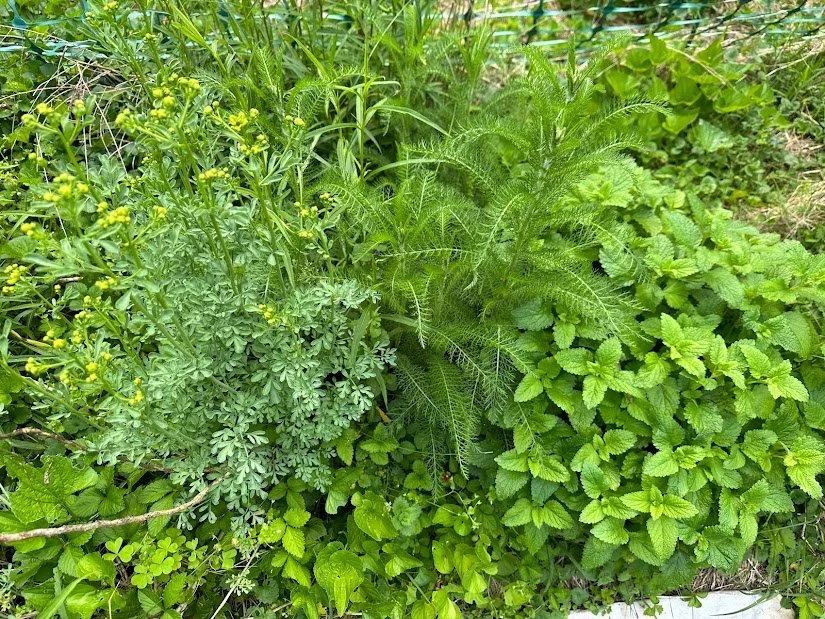 Buying herbs - who can you trust?