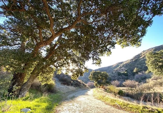 Mighty oak along the trail #mountainbike #trail #morningride #specializedepic #epic #santaclarita #goldenvalleyopenspace #sundayservice #grateful