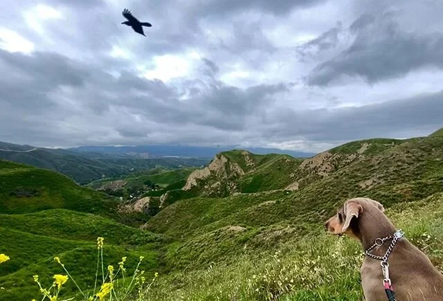 Zen moment with the Weimar-runner #trailrunning #morningrun #trail #losangelesnationalforest #losangeles #spring #meditation #zen #goldenvalleyopenspace #weimaraner #weimar-runner #roaddoging #corriendomejodilapata😖