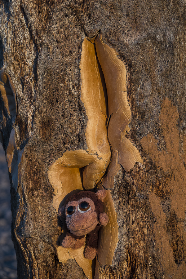 Mr. Monkey in Quiver Tree at Fish River Lodge