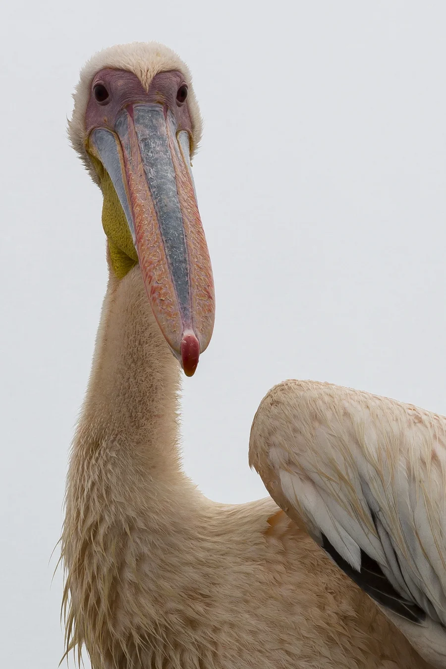 Southern Great White Pelican