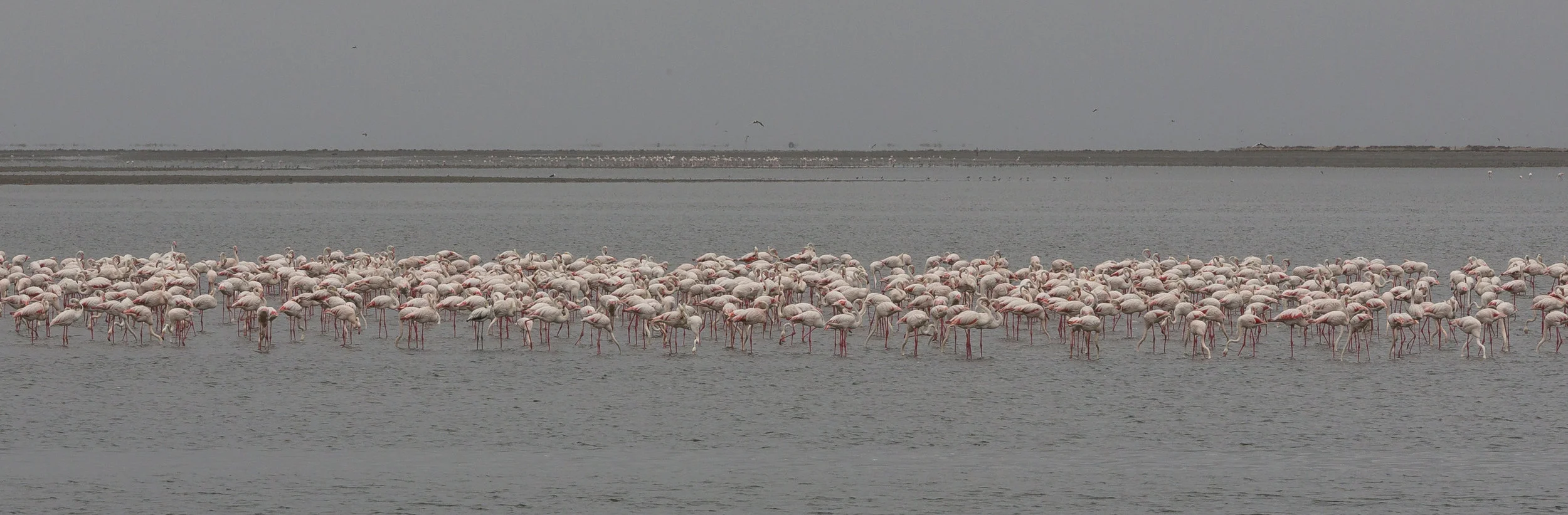 Greater Flamingoes in Walvis Bay