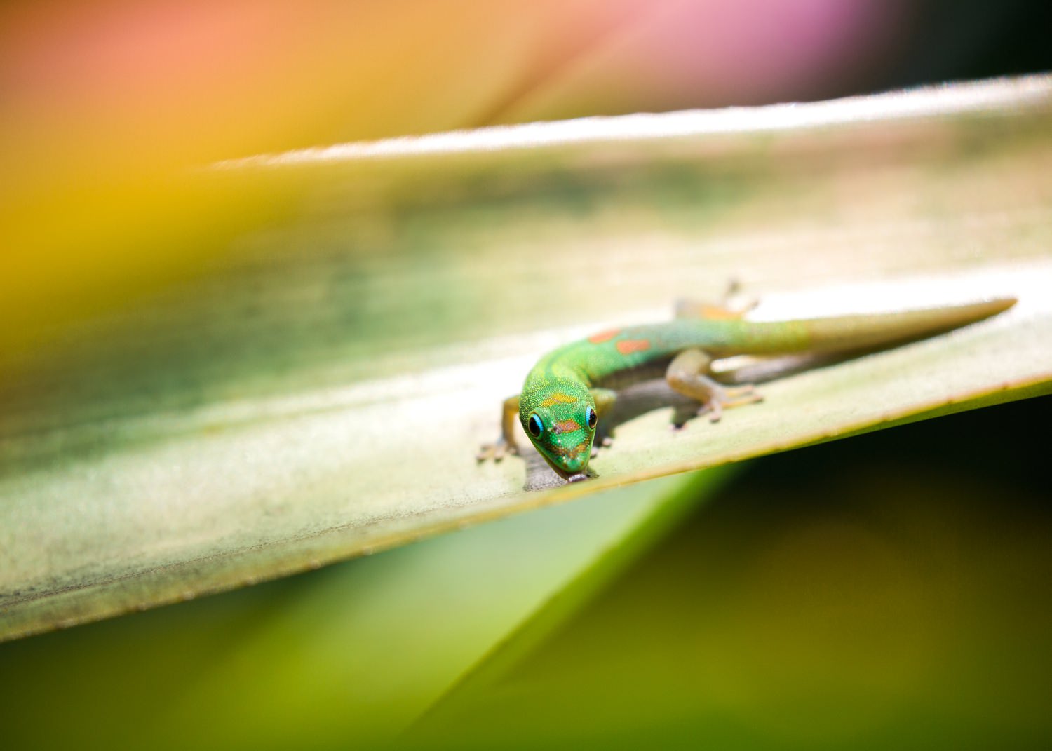 gecko-botanic-garden-kauai-hawaii-travel-photographer.jpg