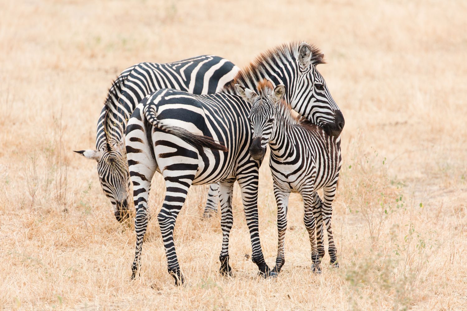 wildlife-photographer-cameron-zegers-tanzania-zebras.jpg